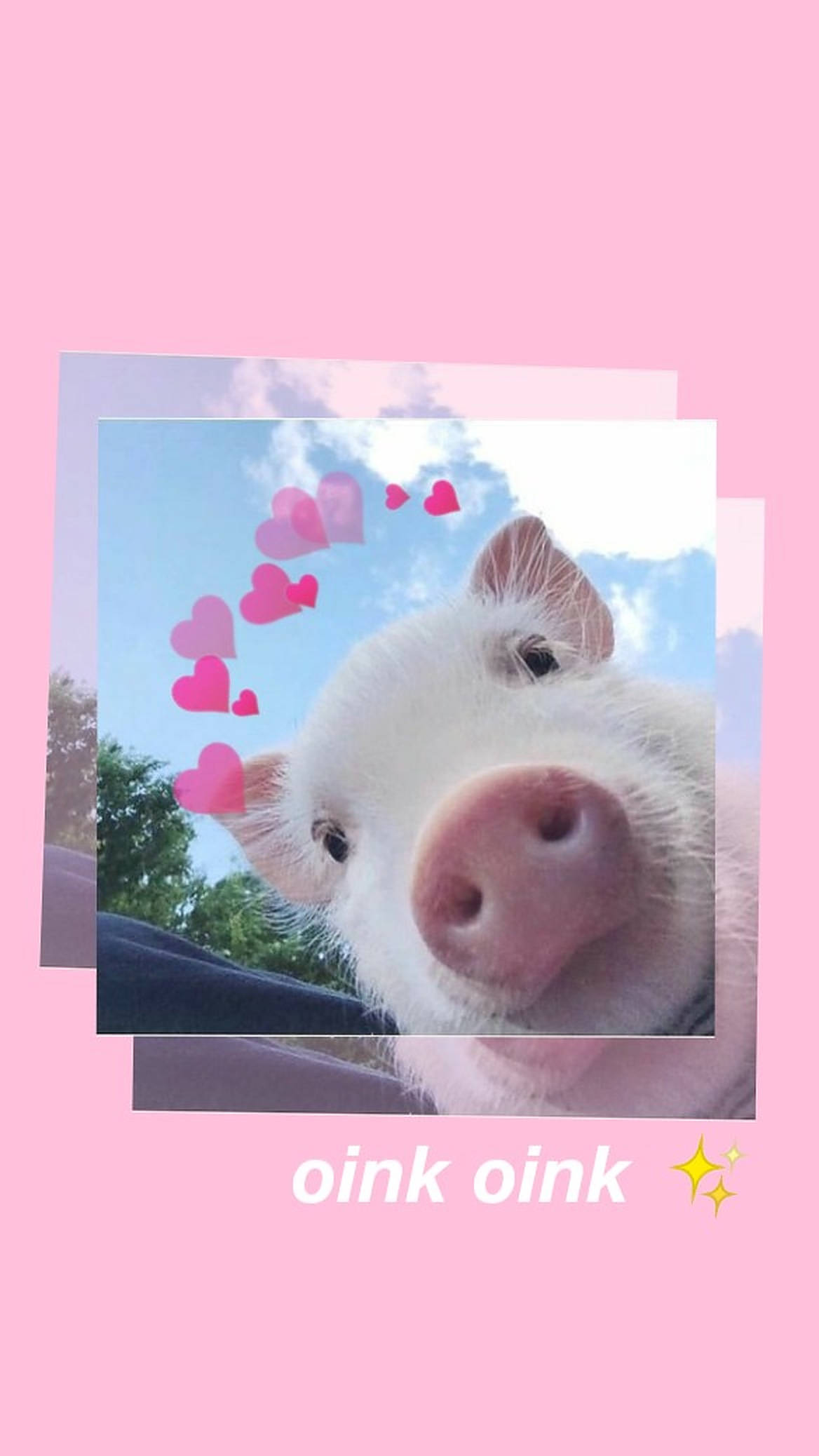 Cerdito Lindo Estético Fondos de pantalla