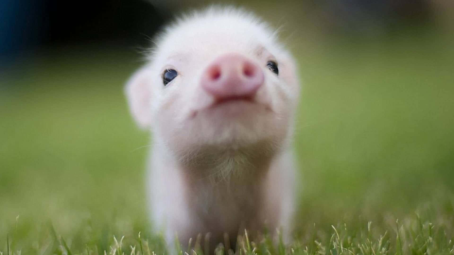 Cerdos Adorables y Esponjosos Imagen Fondos de pantalla