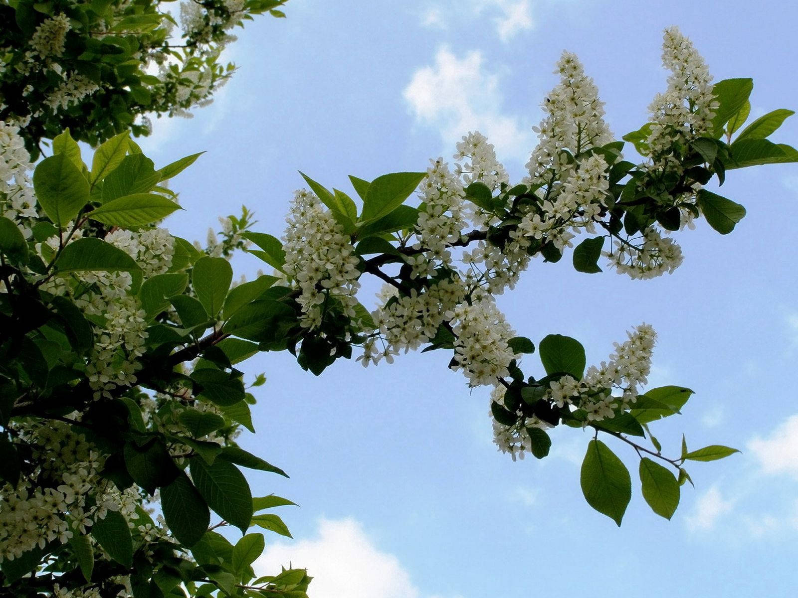 Fondo de Pantalla de Cerezo Blanco de Hojas Grandes