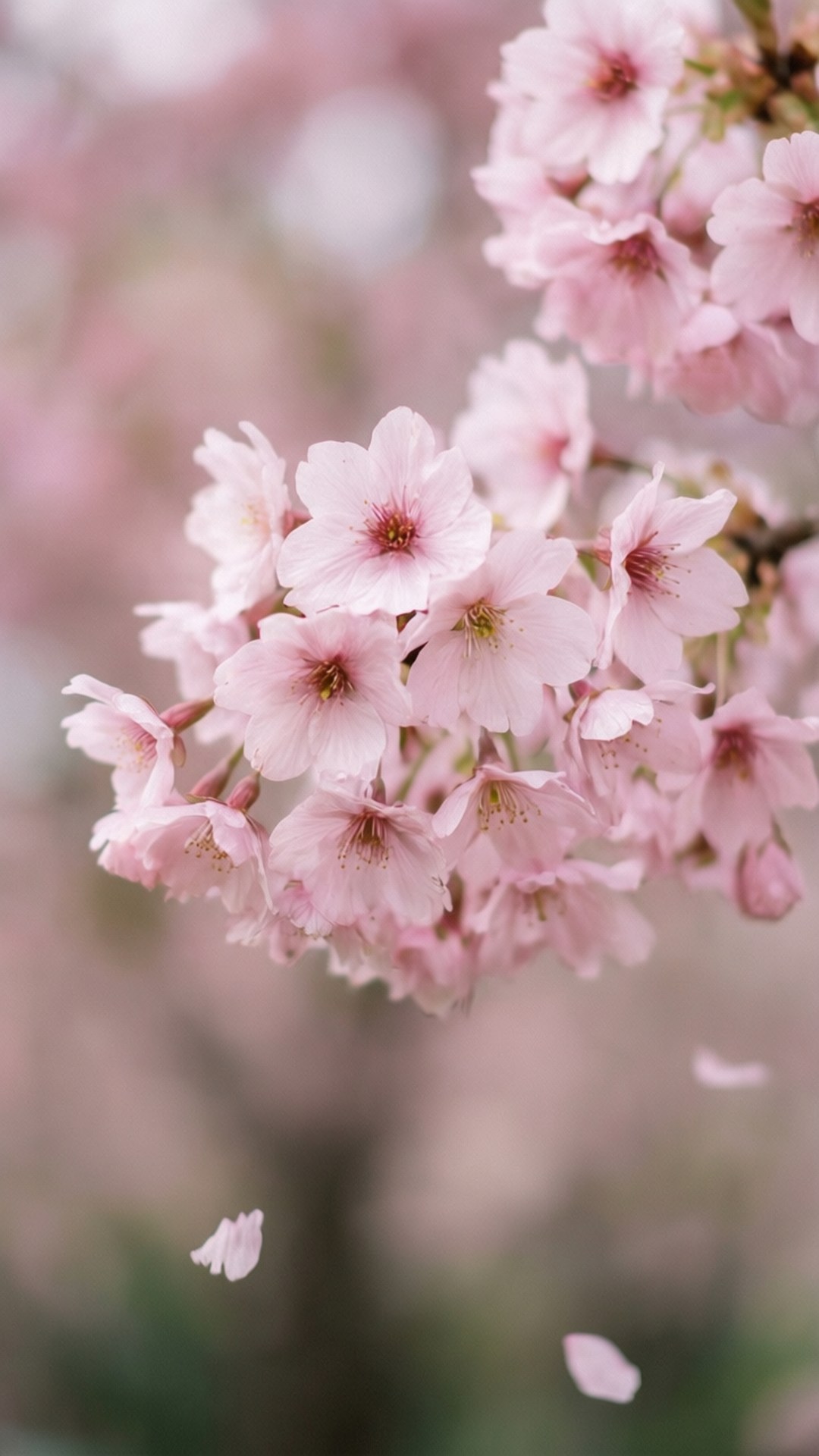 Cerezo Rosa Fondos de pantalla