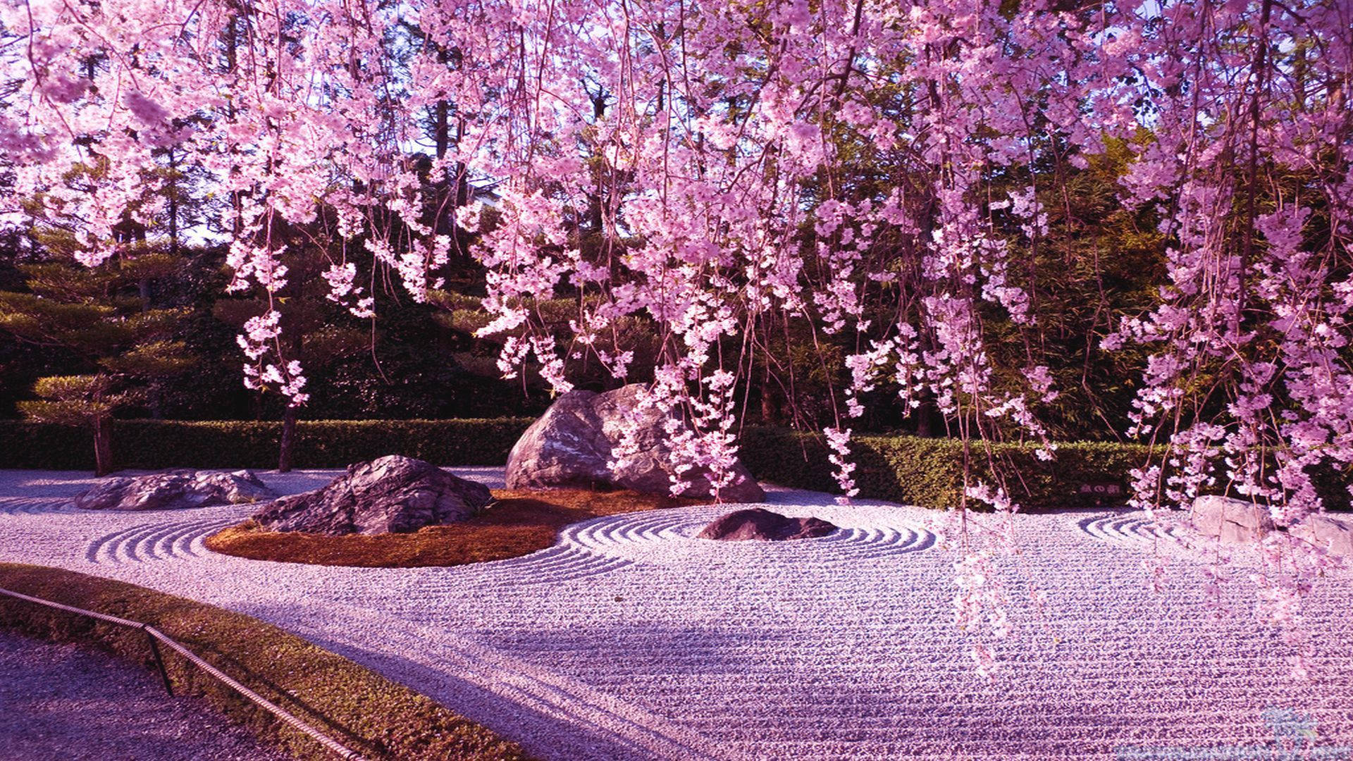 Fondo de Pantalla de Cerezo y Jardín de Rocas