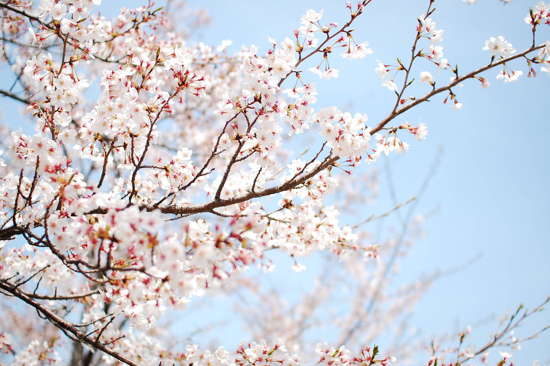 Fondo de Pantalla de Cerezos Blancos en Primavera