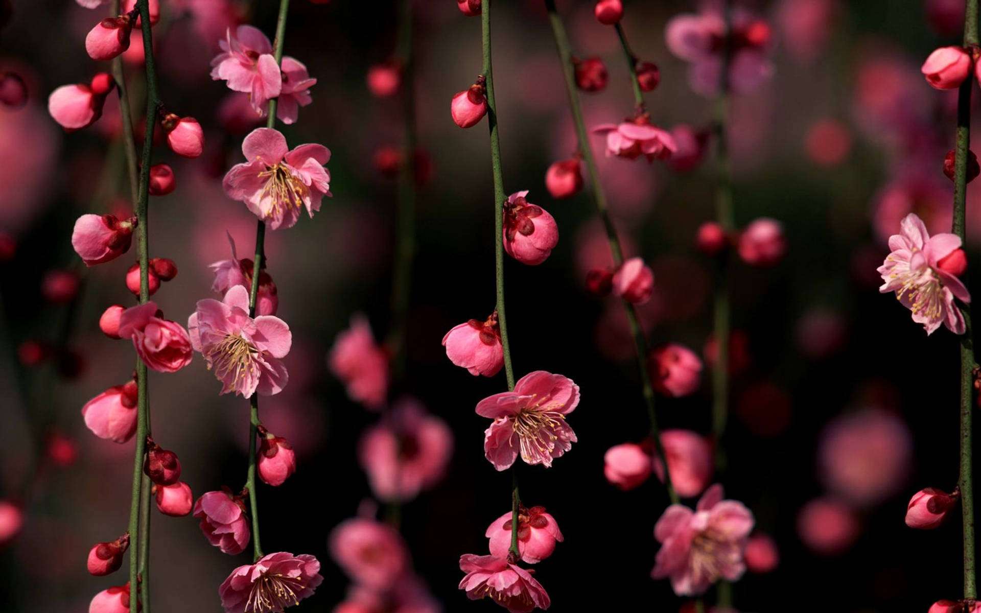 Fondo de pantalla de Cerezos Colgantes