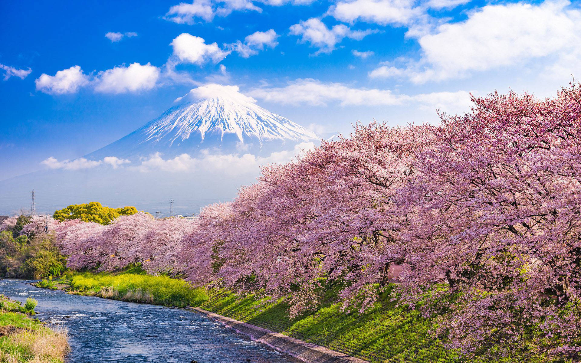 Cerezos en Flor en el Río Urui con el Monte Fuji al Fondo Fondos de pantalla