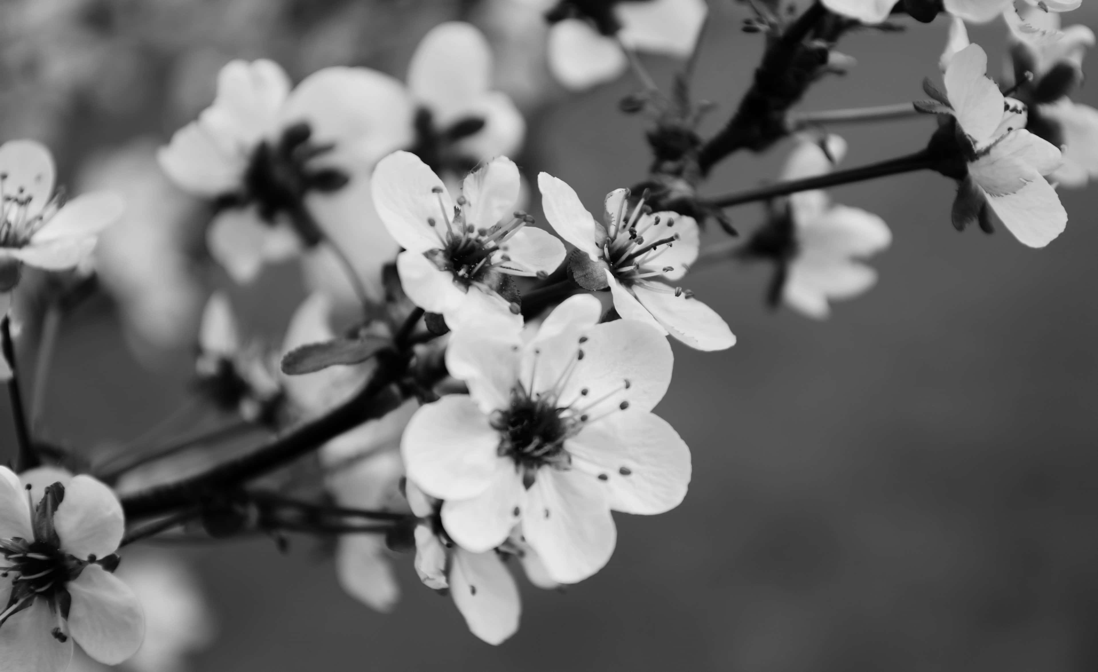 Cerezos en Flor Monocromáticos Fondos de pantalla