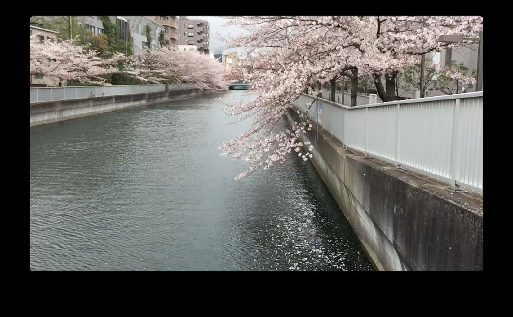 Cerezos en Flor sobre el Río Fondos de pantalla