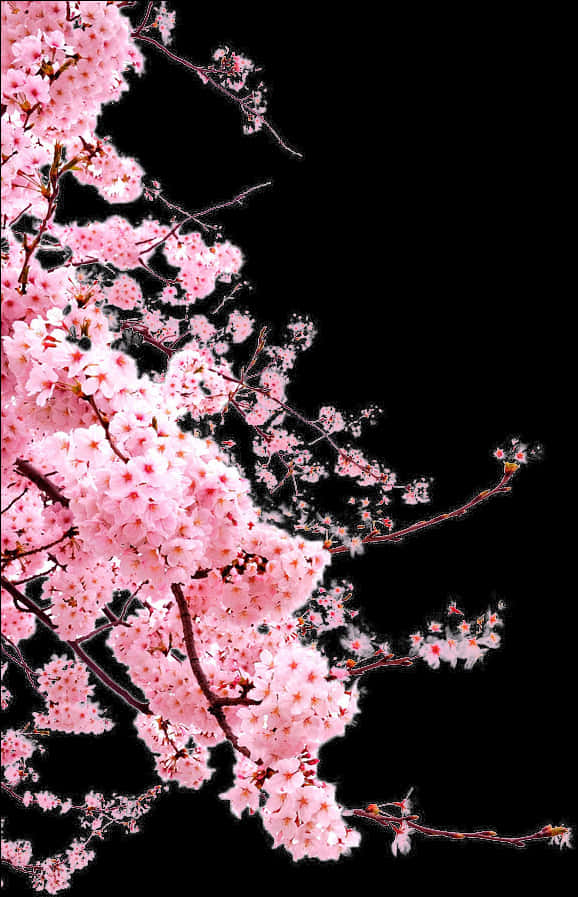 Cerezos en flor vibrantes sobre fondo negro Fondos de pantalla