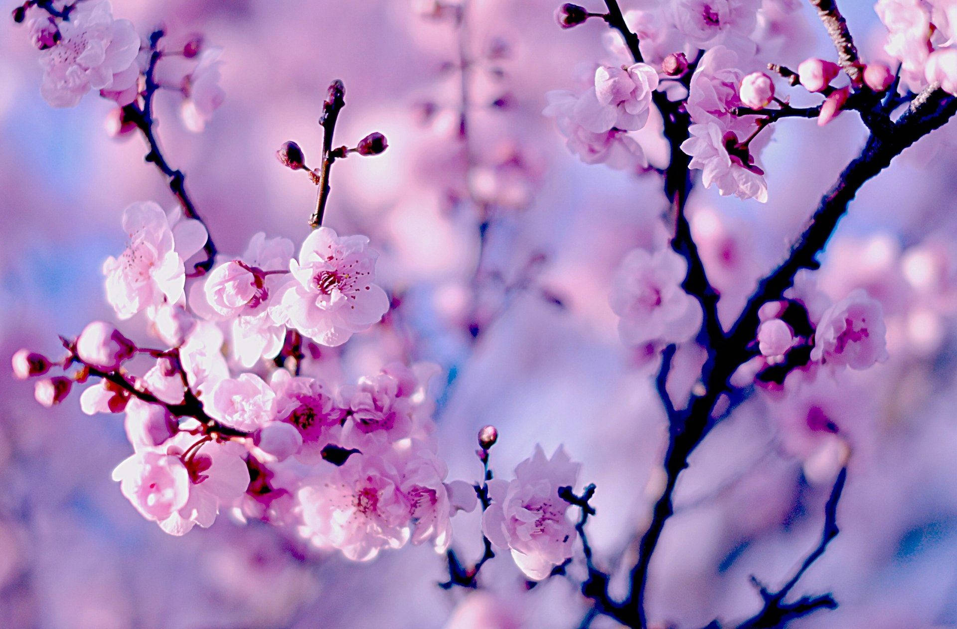 Fondo de Pantalla de Cerezos Japoneses