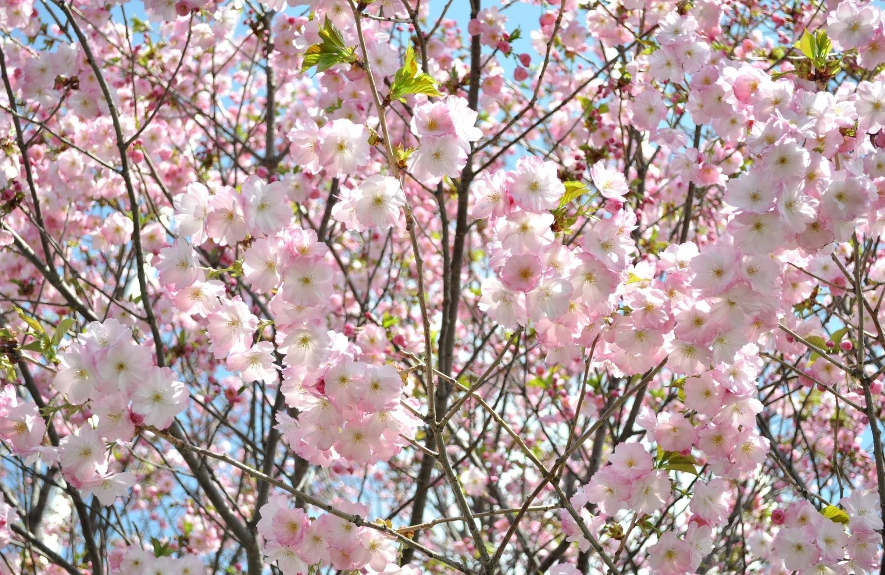 Cerezos Jóvenes en Flor Fondos de pantalla