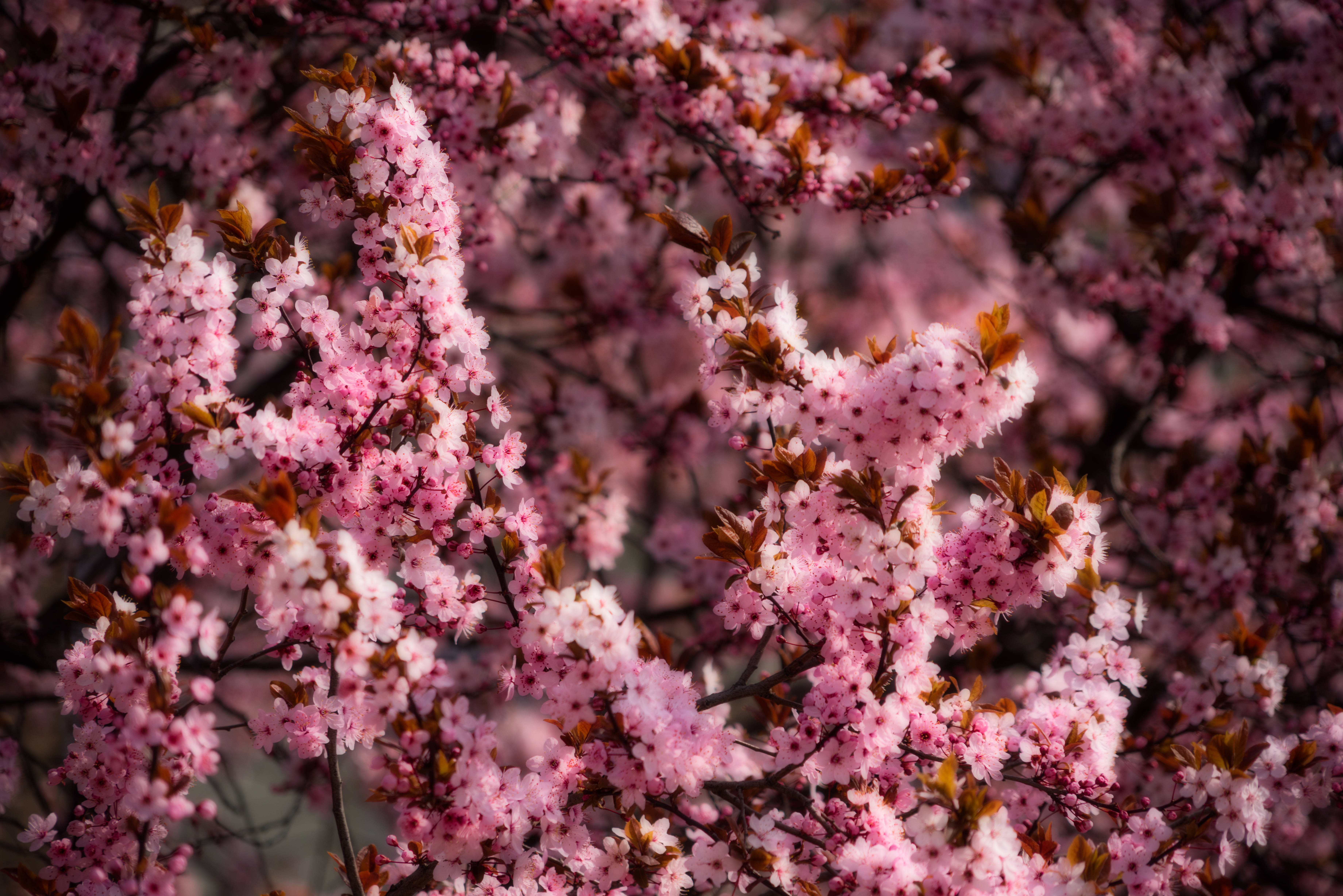 Cerezos Rosados de Primavera Fondos de pantalla