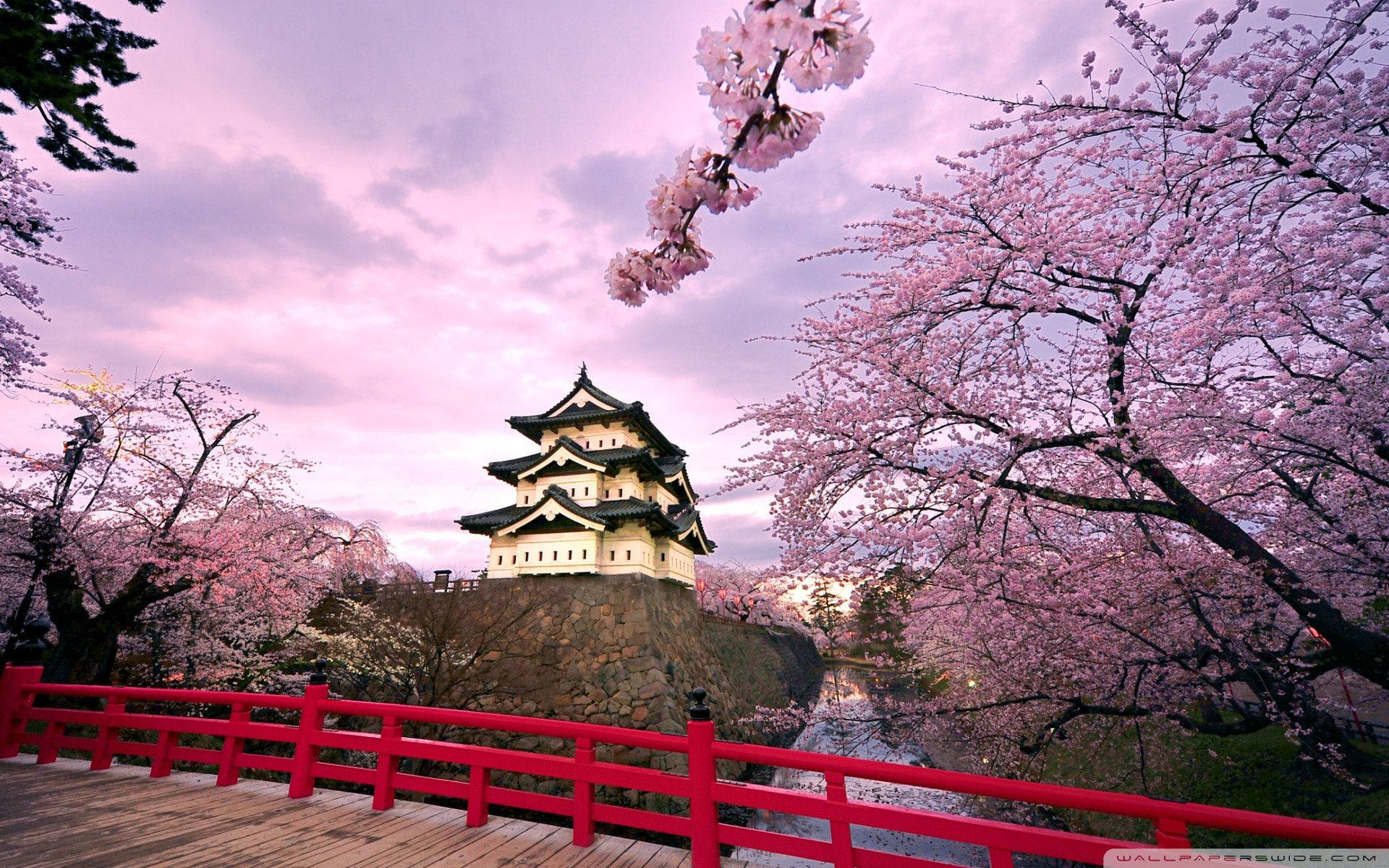Cerezos y Castillo Japonés Fondos de pantalla