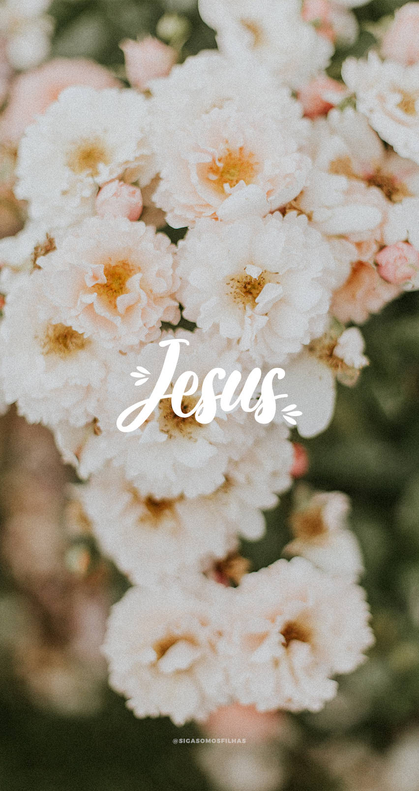 Césped de Rosas de Almizcle de Jesús Lindo Fondos de pantalla