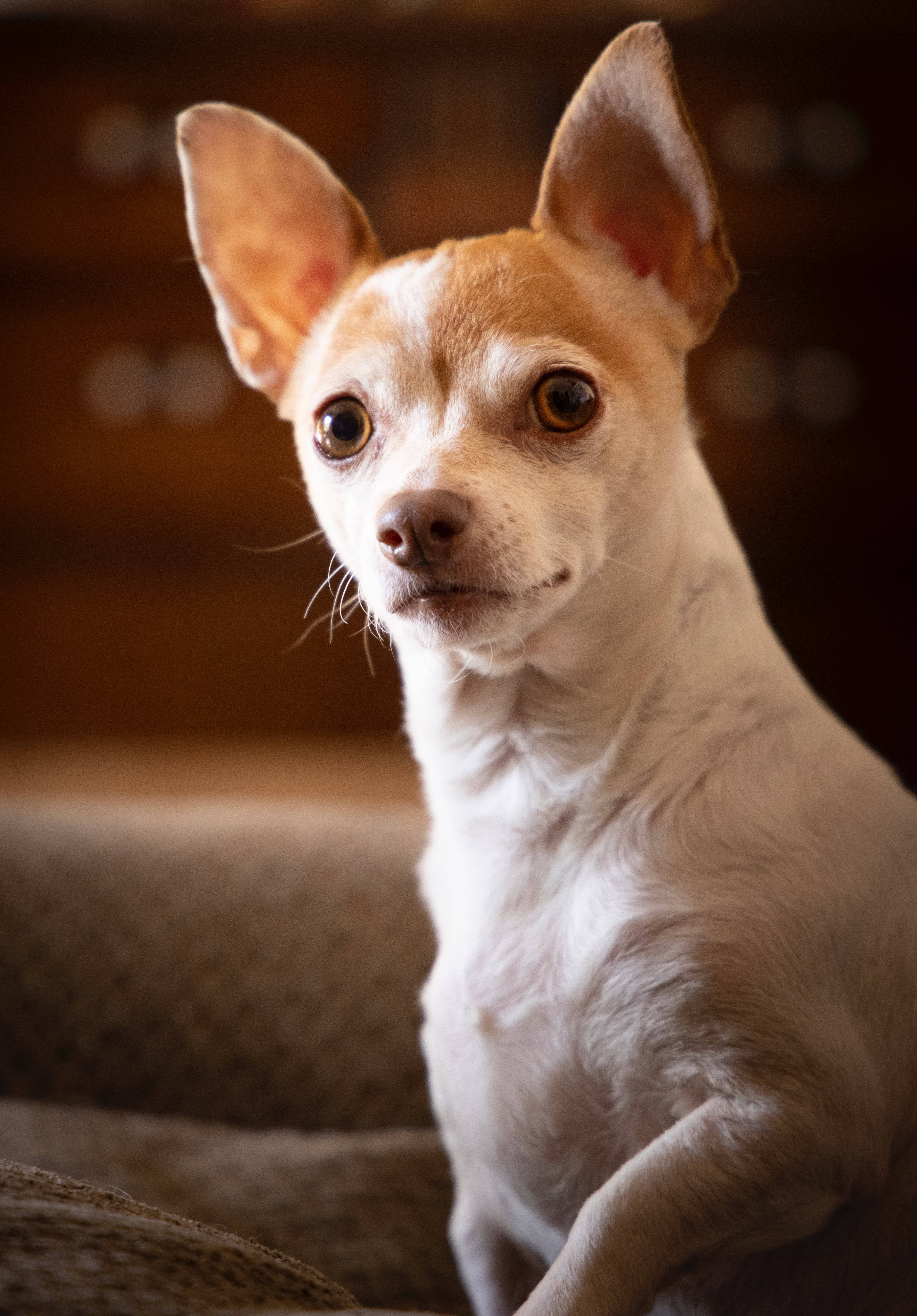 Chihuahua blanco y marrón genial Fondos de pantalla