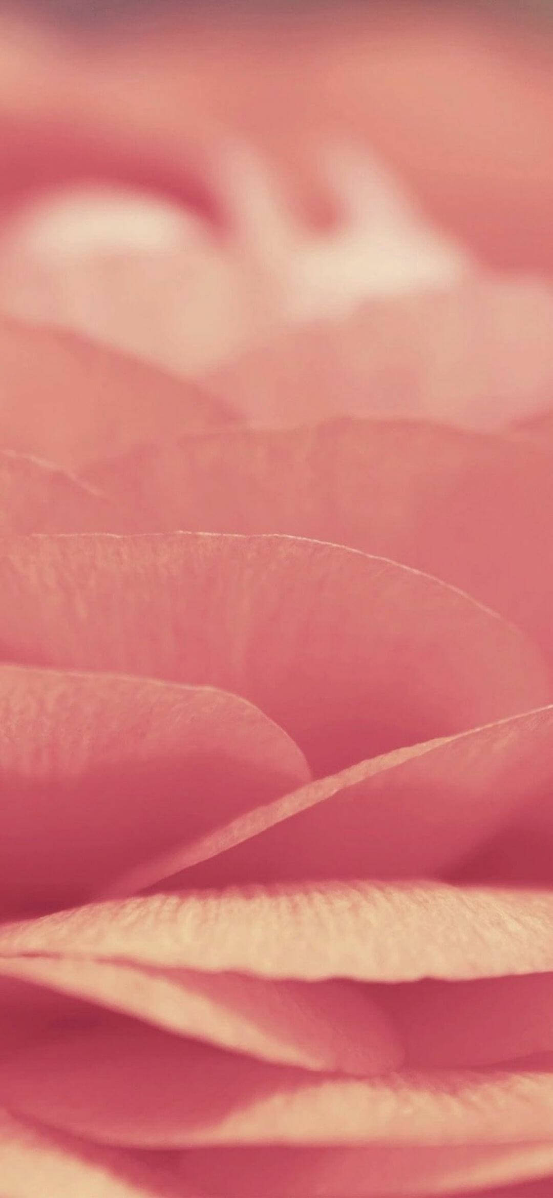Chips rosados crujientes iPhone XR Fondos de pantalla