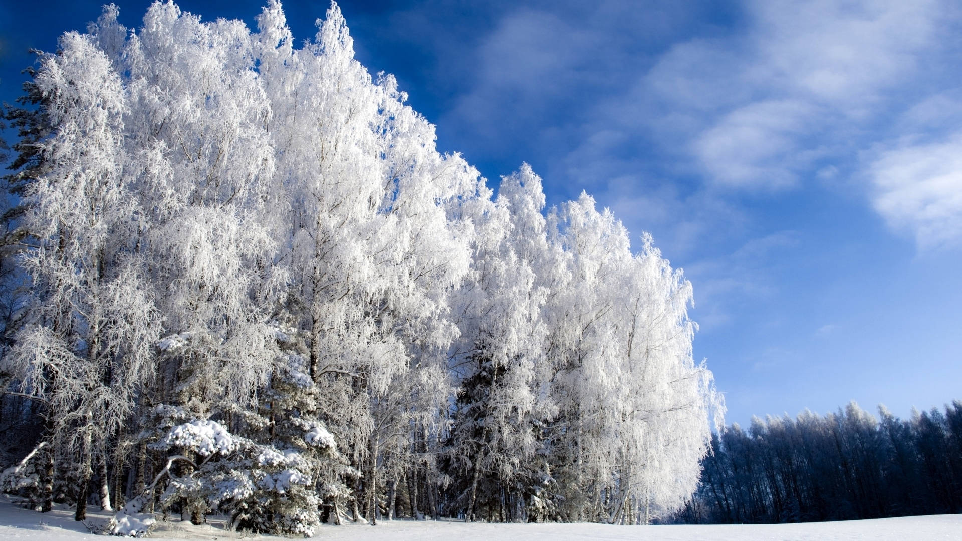 Cielo despejado sobre bosque invernal Fondos de pantalla