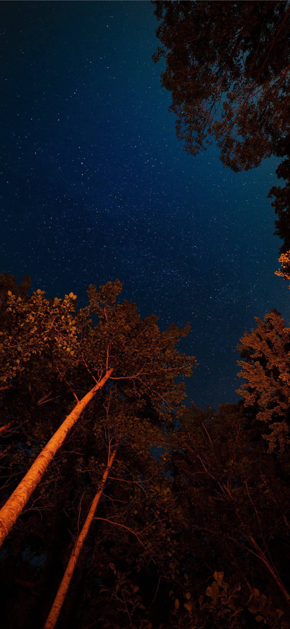 Cielo Nocturno en Bosque Estético para iPhone Fondos de pantalla