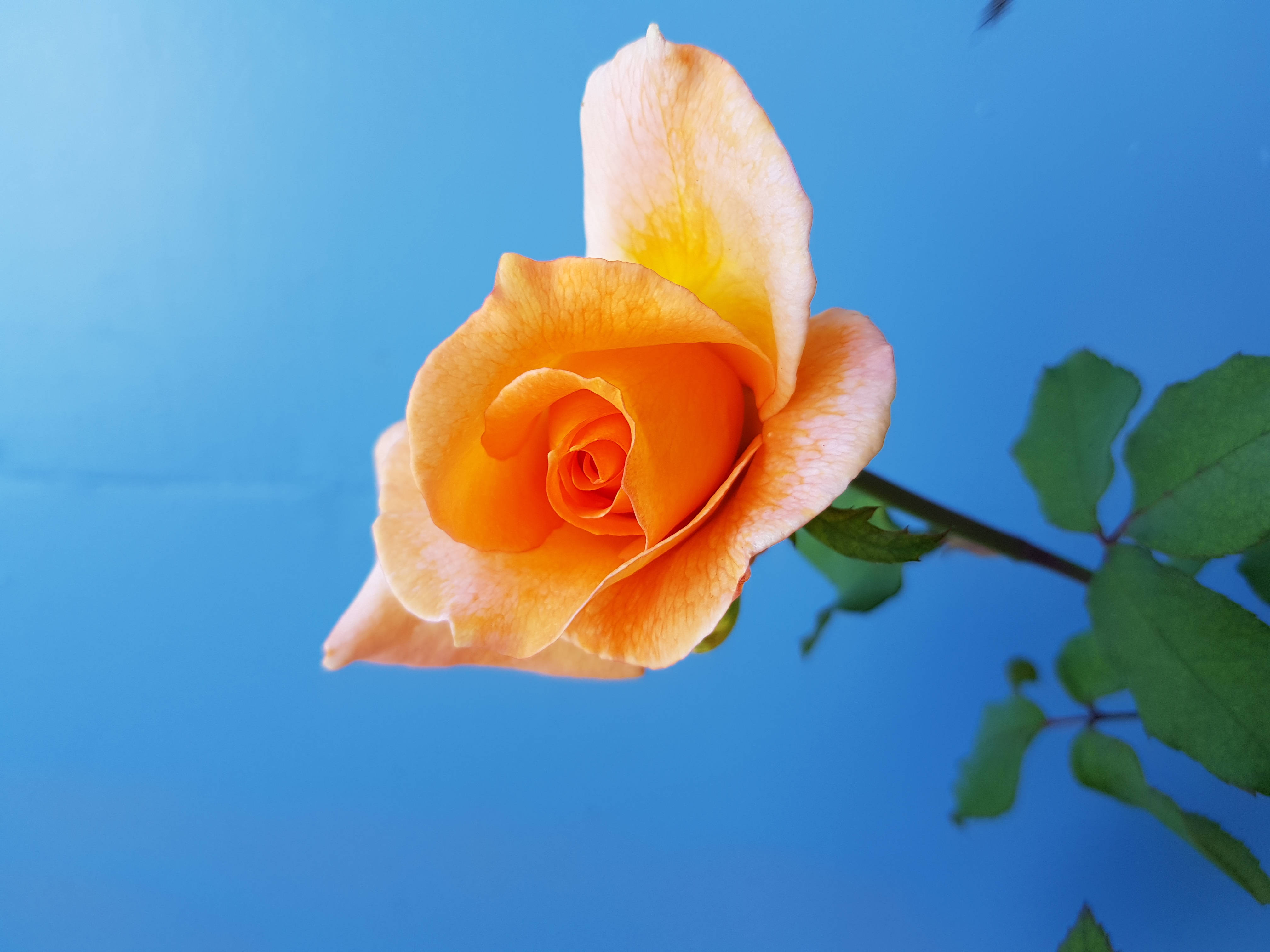 Cielo y flor de rosa amarilla Fondos de pantalla