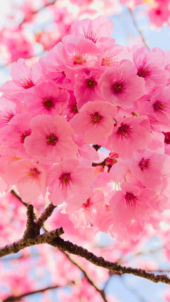 Cielo y Flores de Cerezo en Primer Plano Fondos de pantalla
