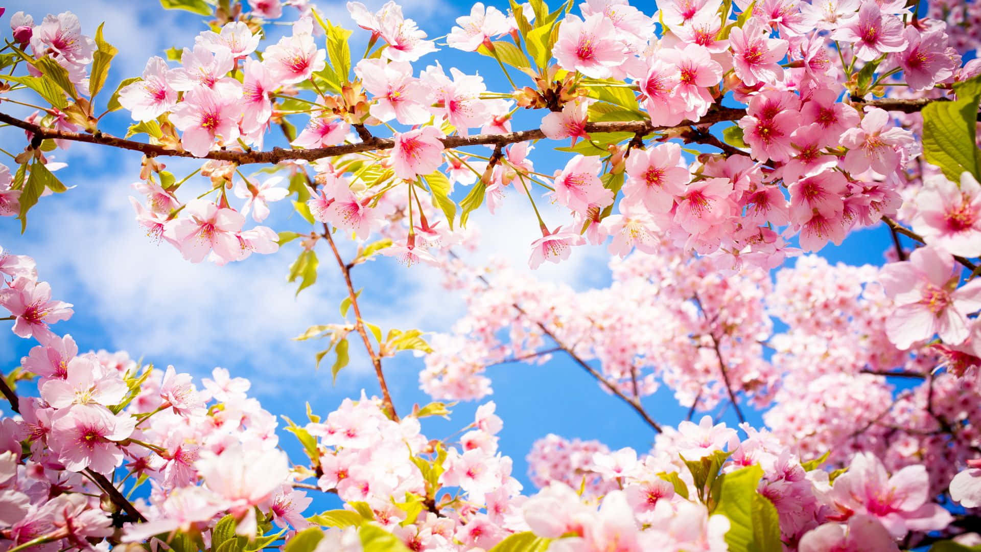 Cielo y hojas de cerezo en flor Fondos de pantalla