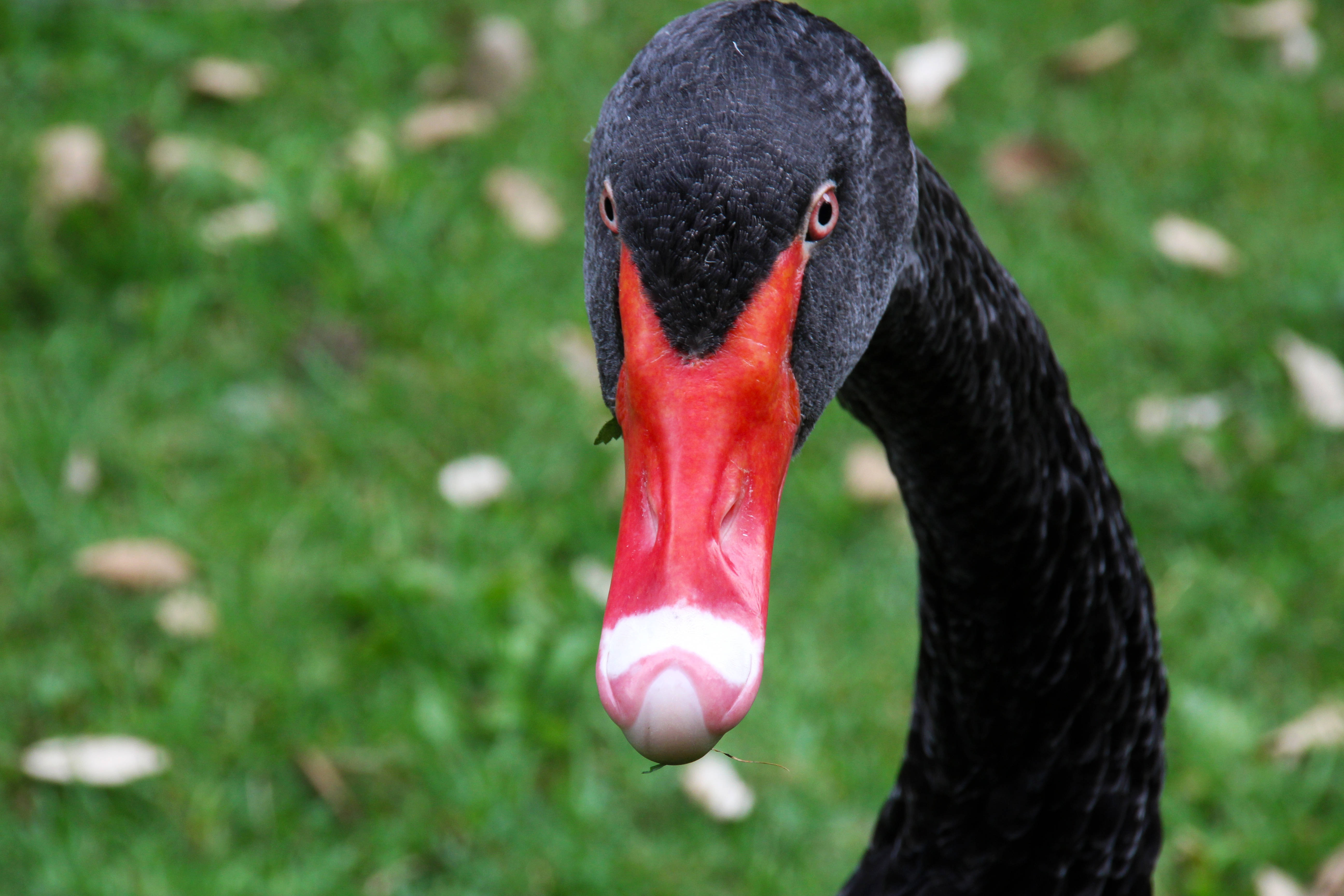 Cisne Negro Animal Fondos de pantalla