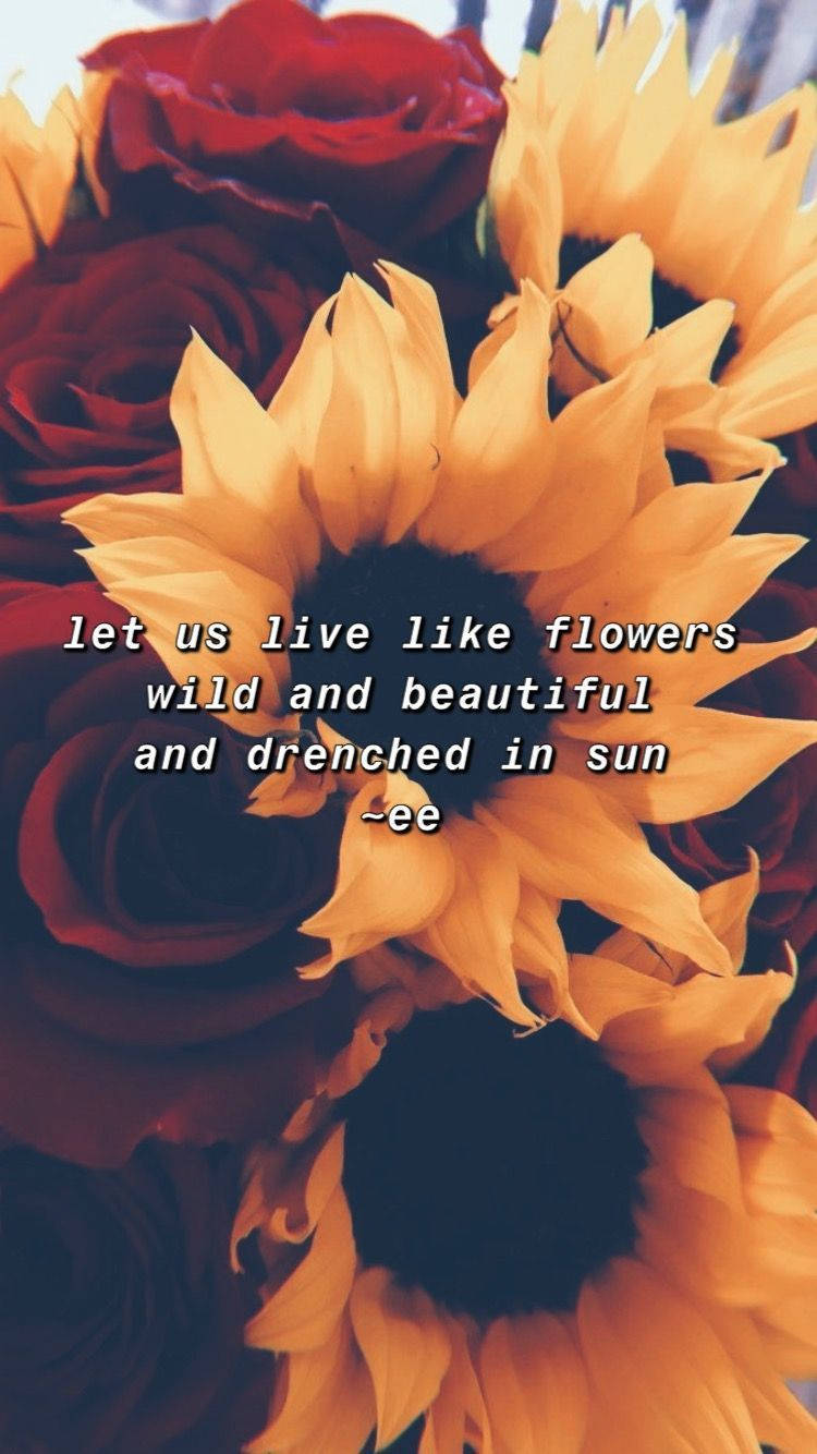 Citas de Vida con Girasoles y Rosas Fondos de pantalla