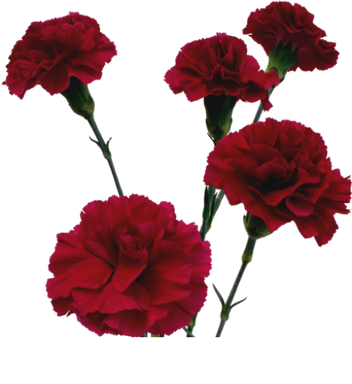 Claveles Rojos Vibrantes Aislados Fondos de pantalla