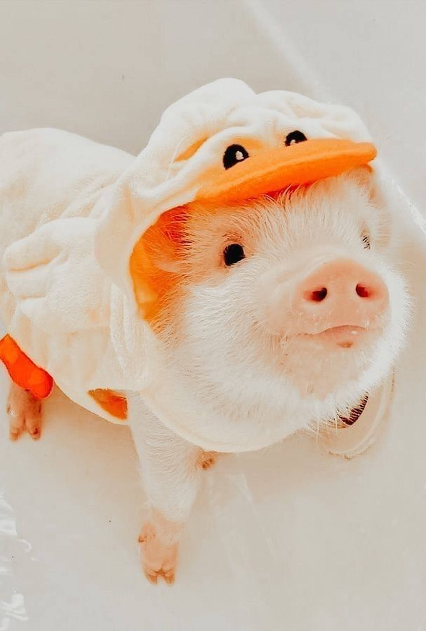 Cochinito Disfrazado de Pato Fondos de pantalla