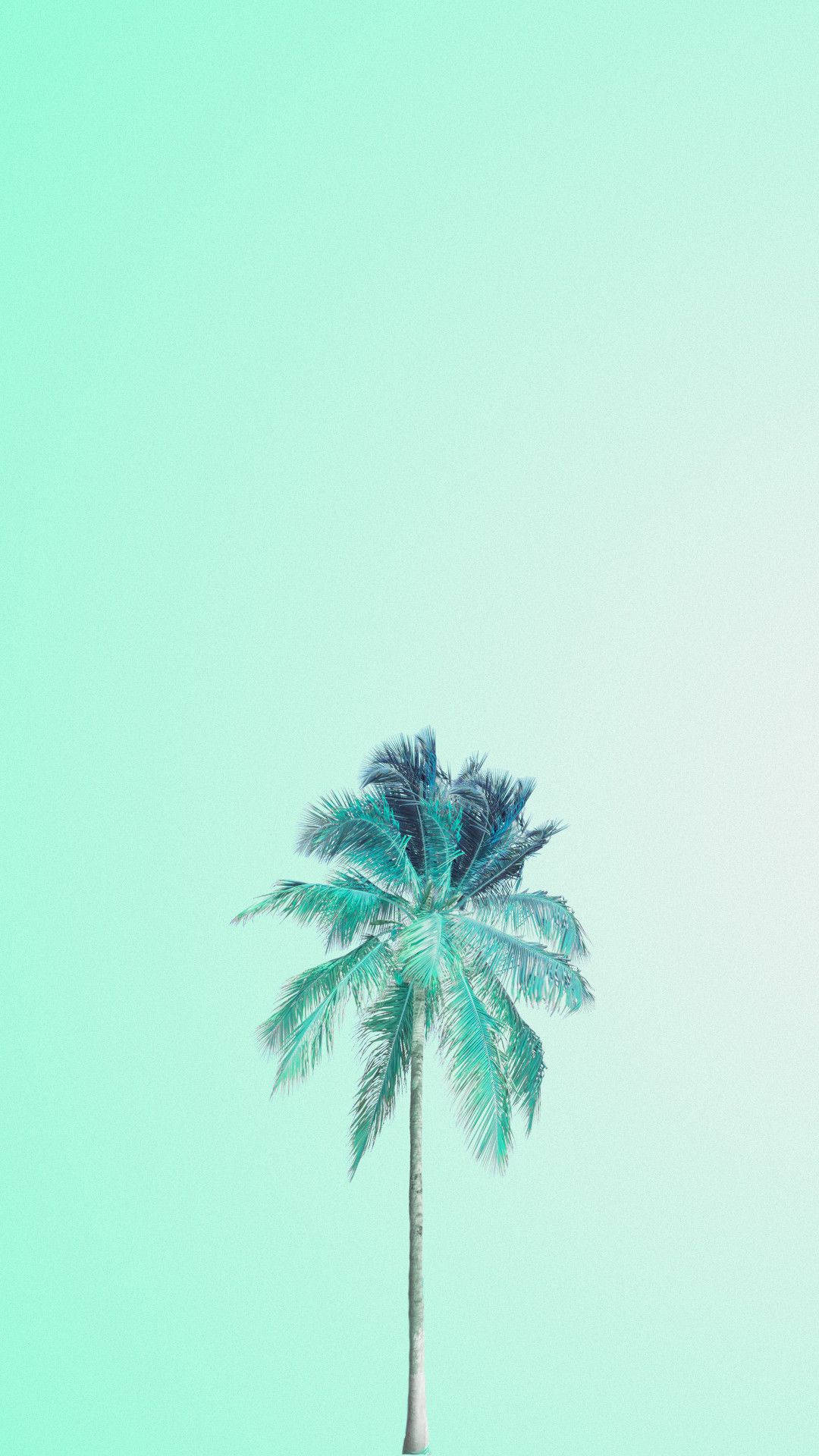 Coco sobre fondo verde pastel Fondos de pantalla