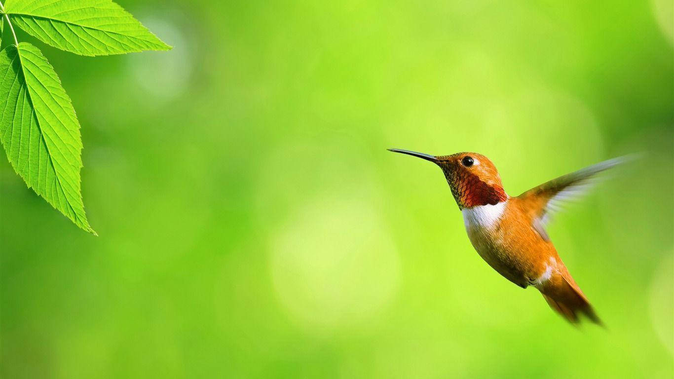 Colibrí Hummingbird Lindo Escritorio Fondos de pantalla