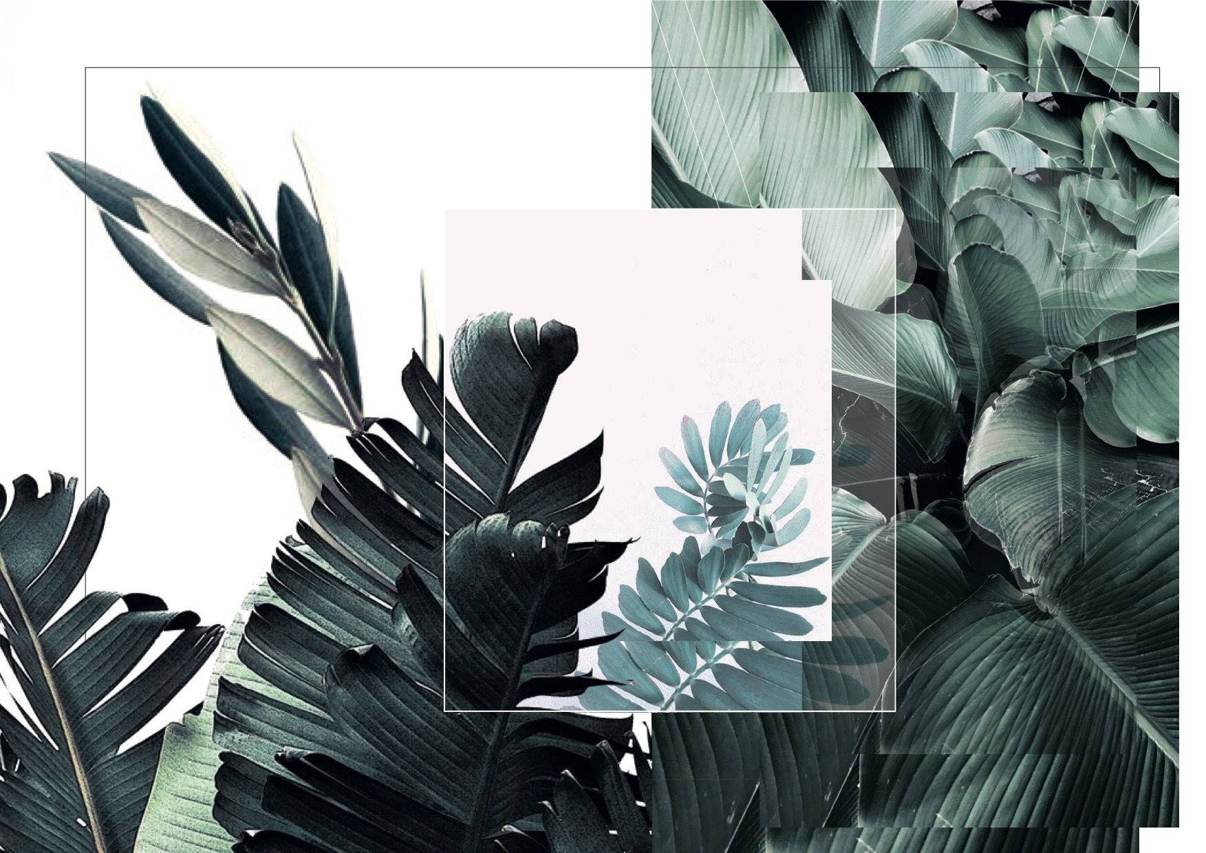 Collage Estético de Hojas Verdes y Blancas Fondos de pantalla