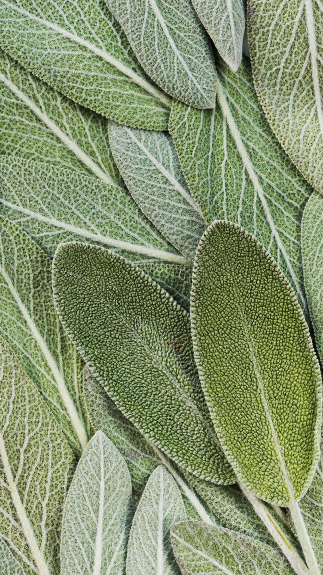 Color de pared verde salvia suave crea una atmósfera tranquila y acogedora Fondos de pantalla