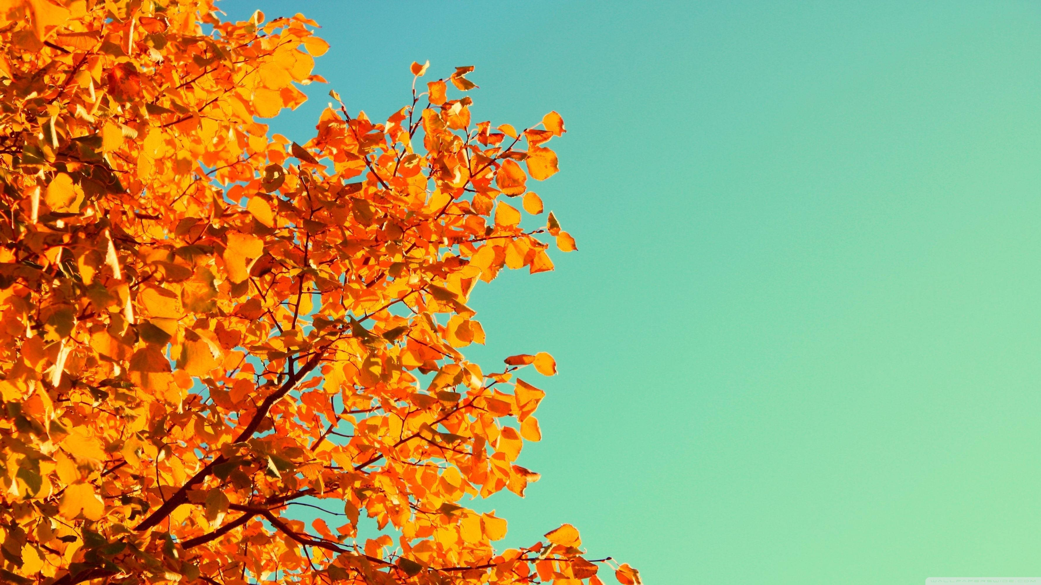 Colores cálidos del otoño reflejados en las hojas de Hickory. Fondos de pantalla