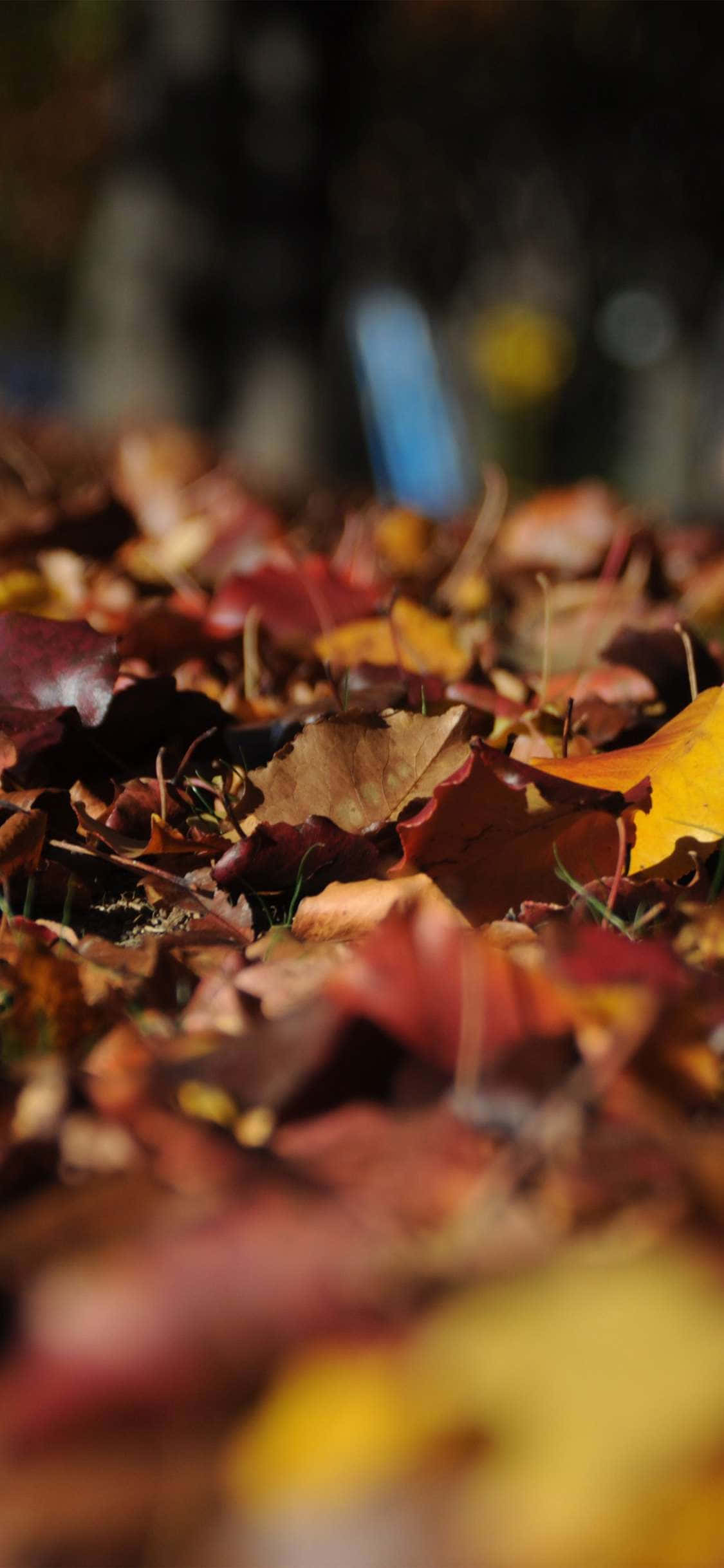 Colores de Otoño para tu iPhone Fondos de pantalla