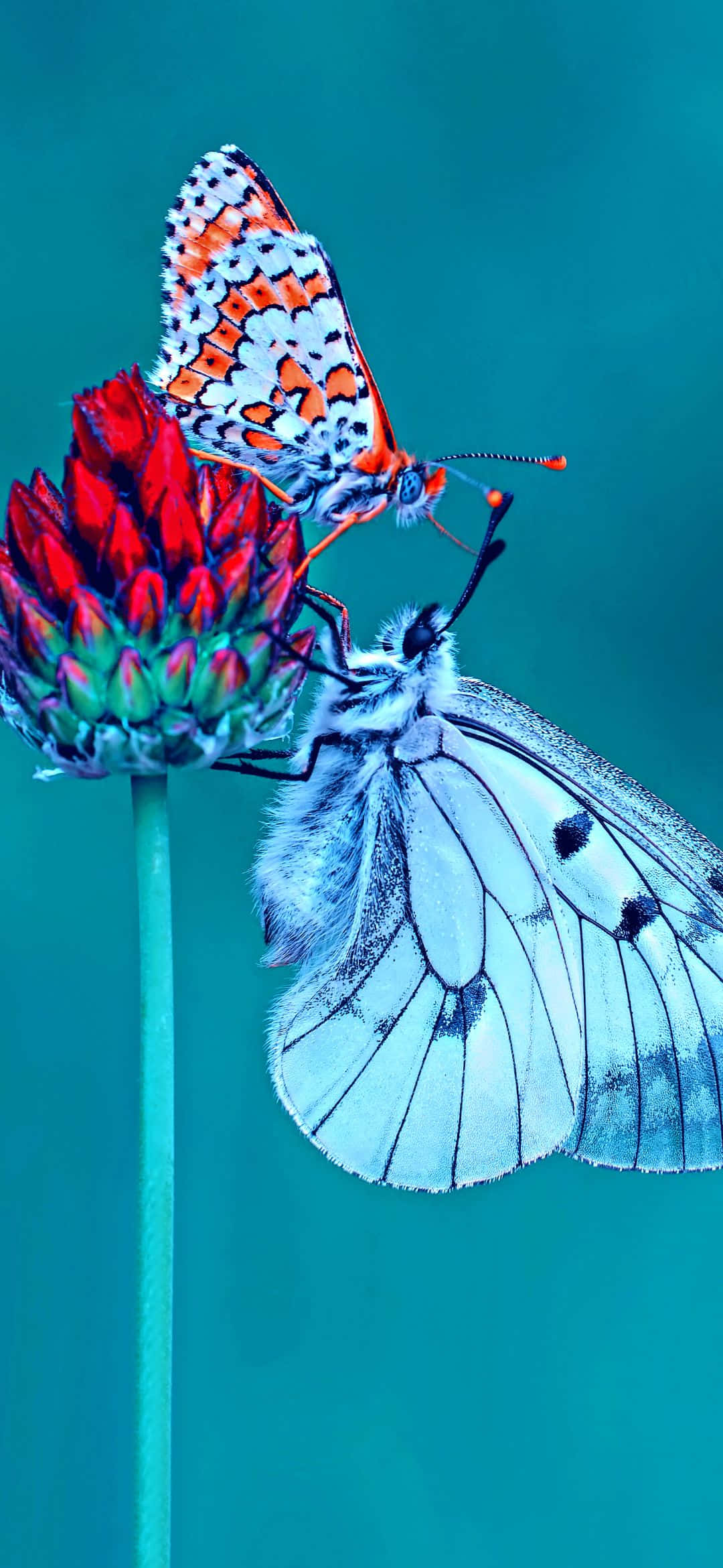 Colores refrescantes de la naturaleza Fondos de pantalla