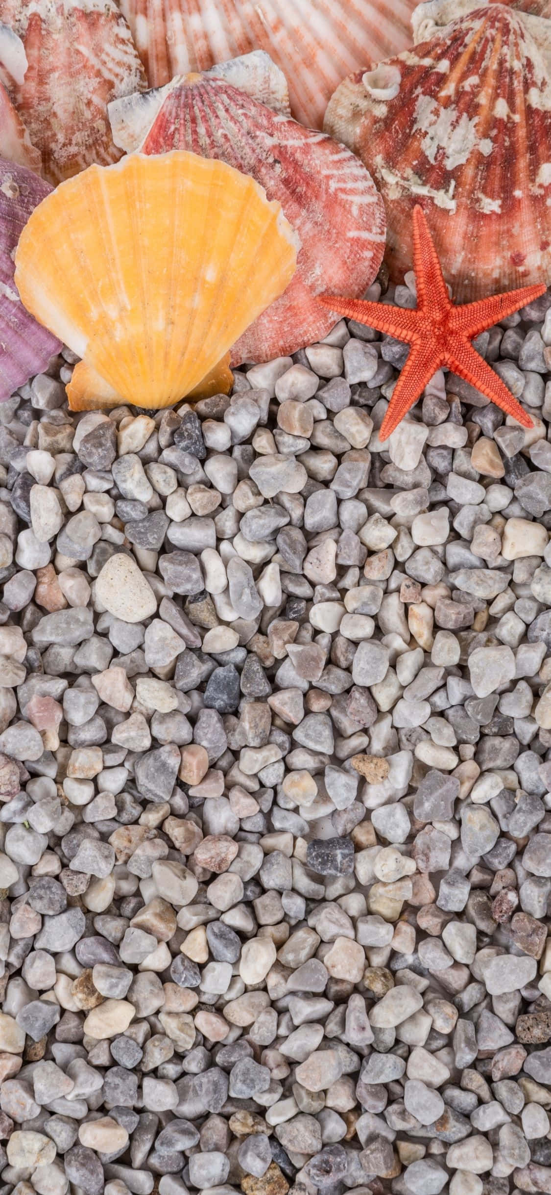 Conchas en rocas y guijarros: fondo de verano para iPhone X Fondos de pantalla