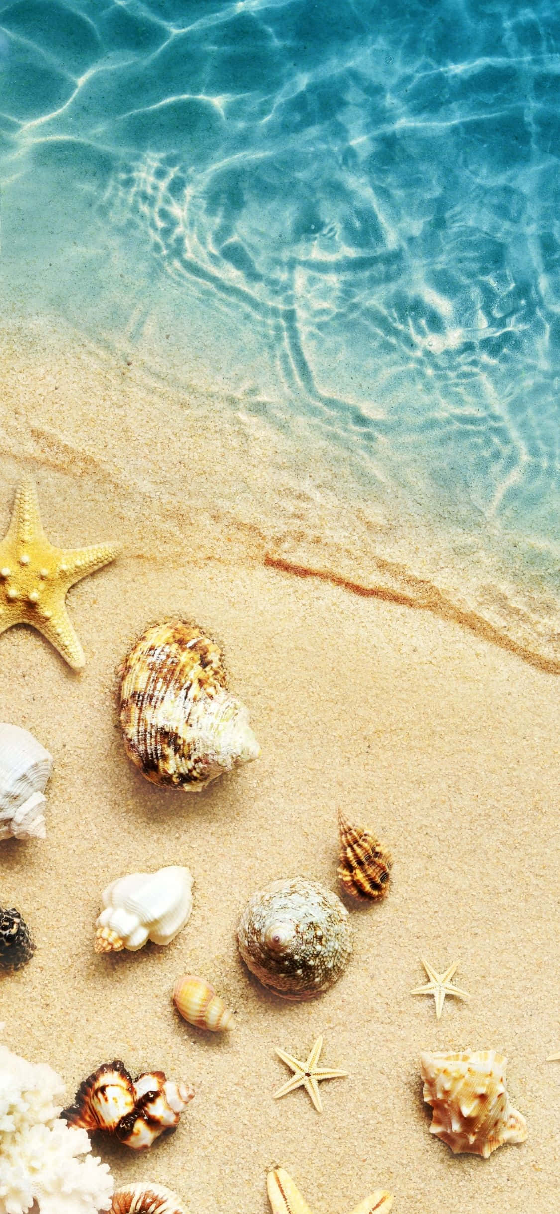 Conchas Junto al Agua Fondo de Verano para iPhone X Fondos de pantalla