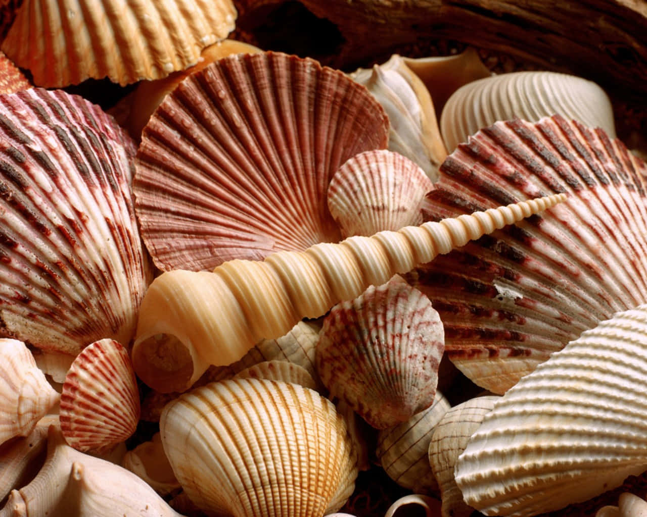 Conchas rojizas apiladas Fondos de pantalla