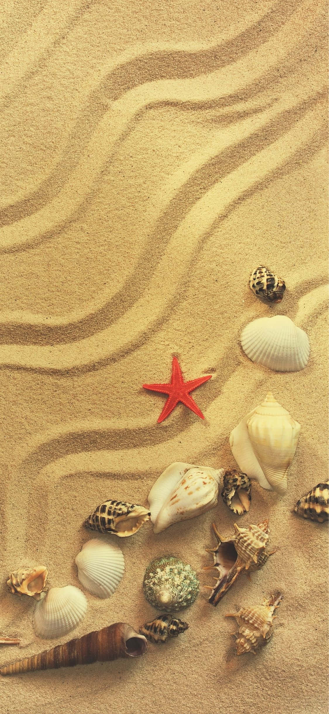 Conchas y Caracoles Fondo de Verano para iPhone X Fondos de pantalla