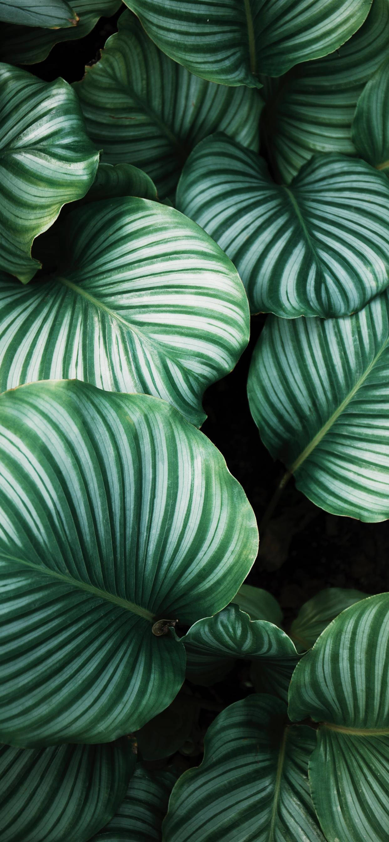 Conéctate con la naturaleza - Descarga fondos de pantalla de Plantas para iPhone Fondos de pantalla