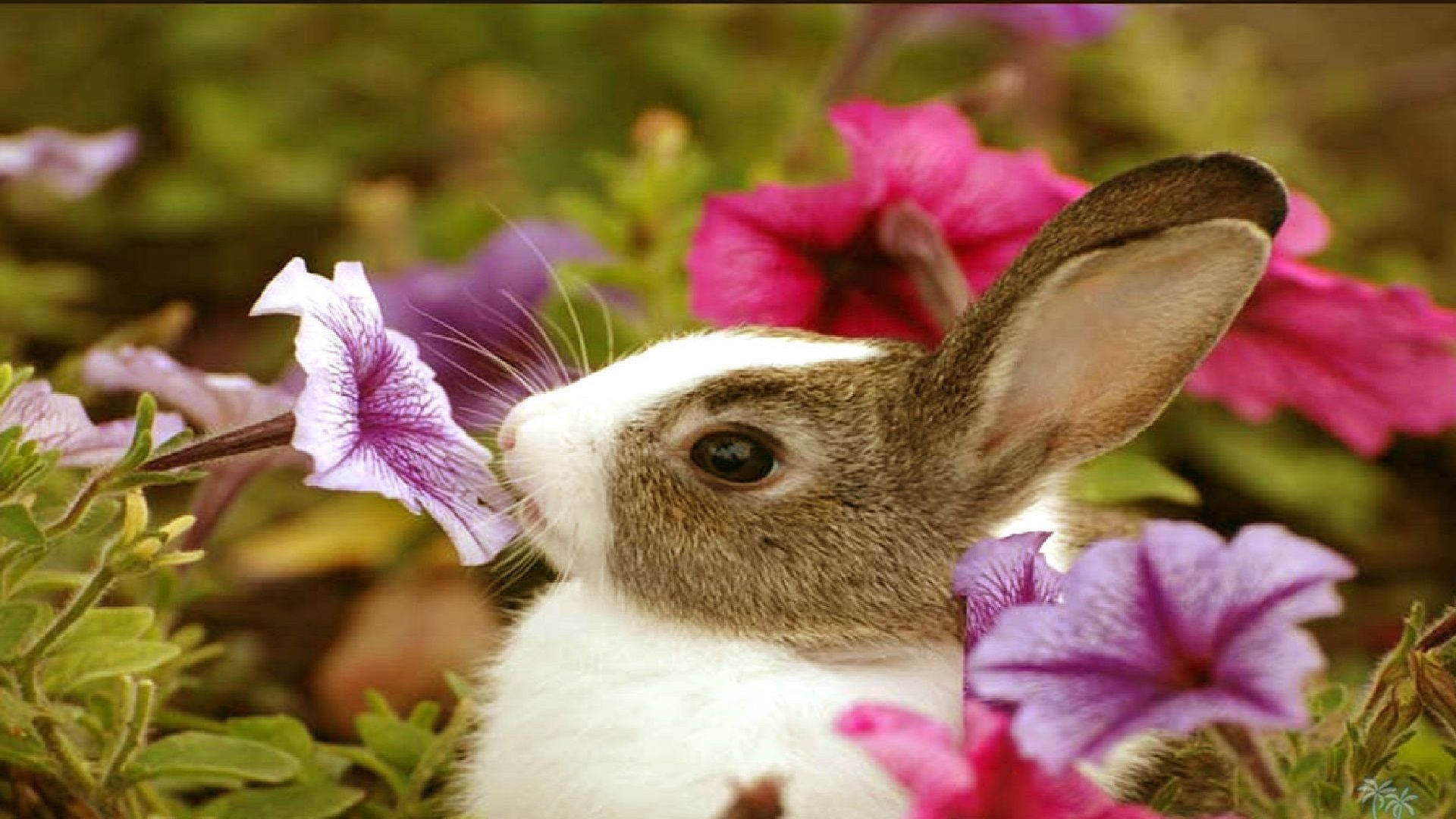 Conejito Bebé de Primavera Fondos de pantalla