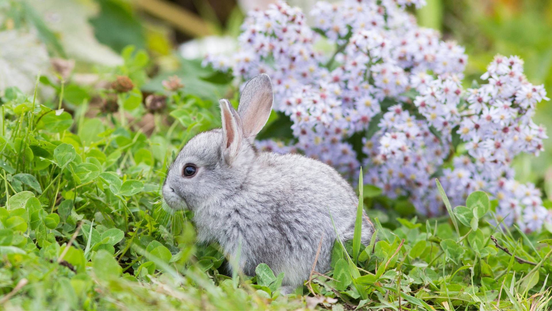 Conejito bebé gris pequeño Fondos de pantalla