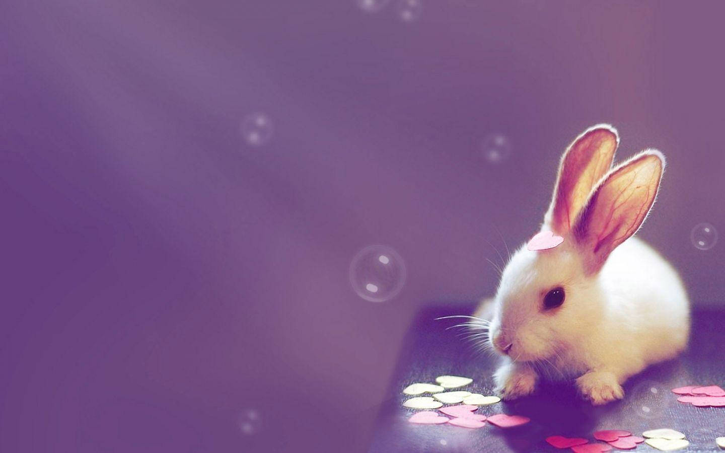 Conejito Corazones Escritorio Lindo Fondos de pantalla