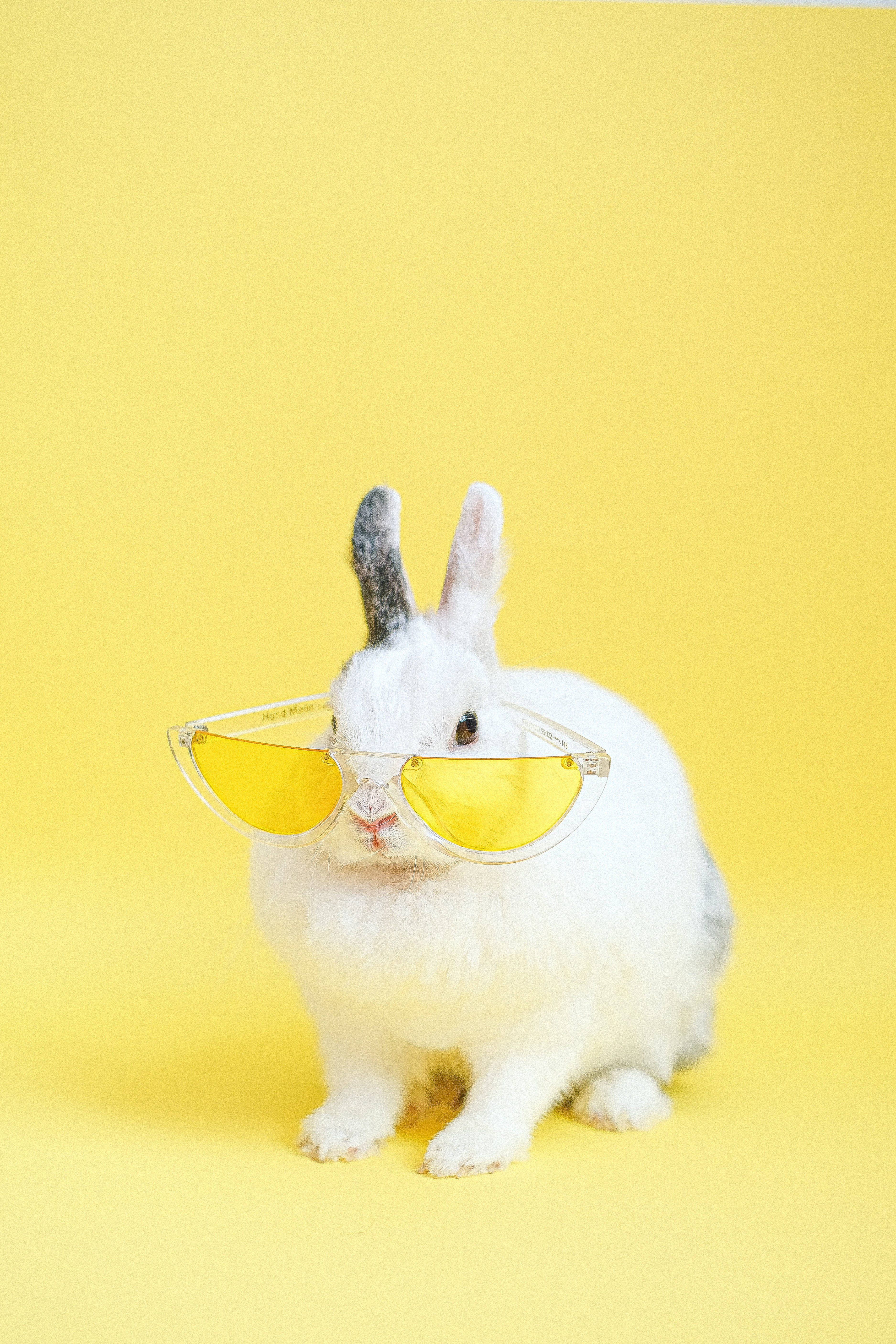 Conejo blanco adorable con lentes amarillos Fondos de pantalla
