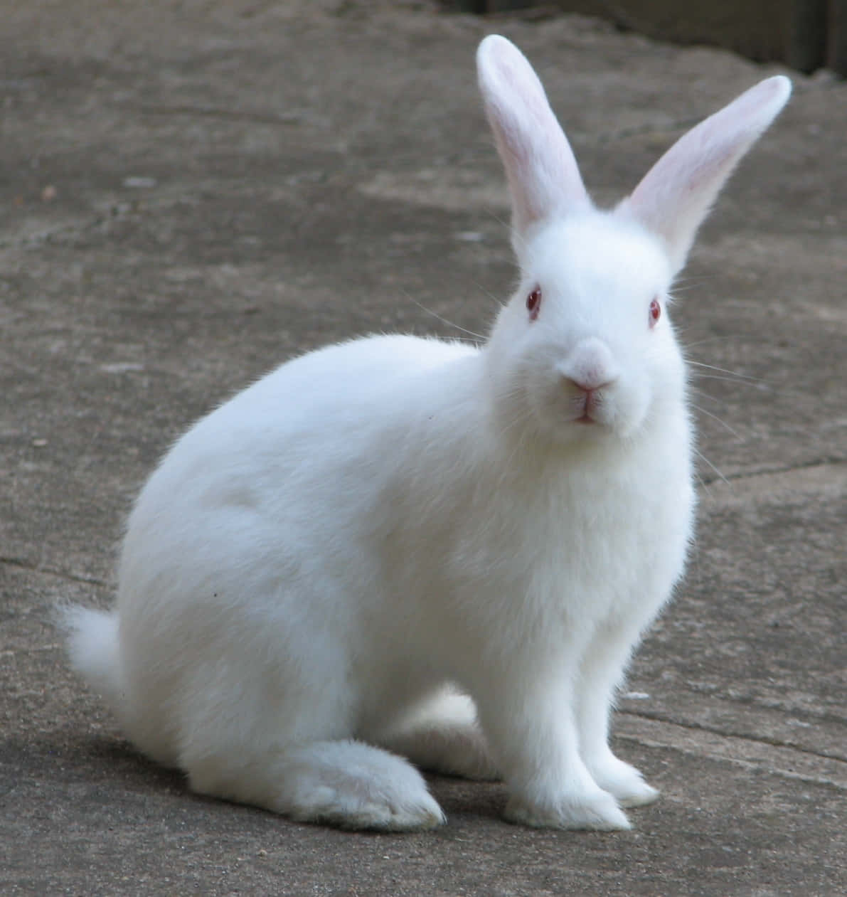 Conejo Blanco Sentado y Tierno Fondos de pantalla