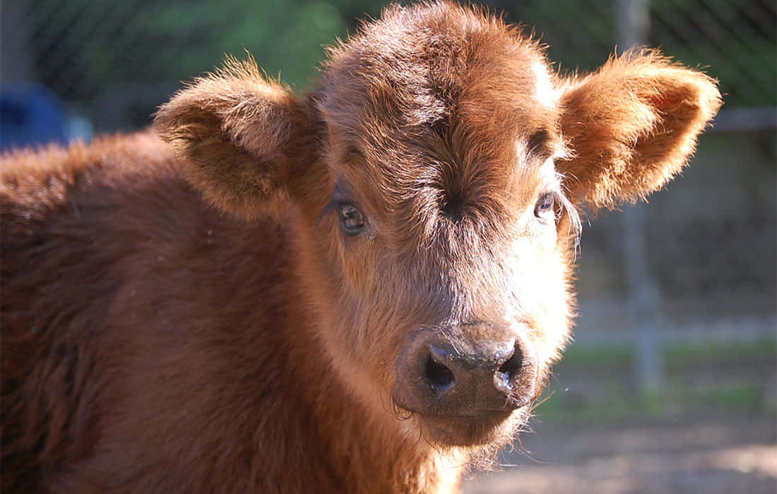 ¡Conoce a Daisy, la vaca amigable! Fondos de pantalla