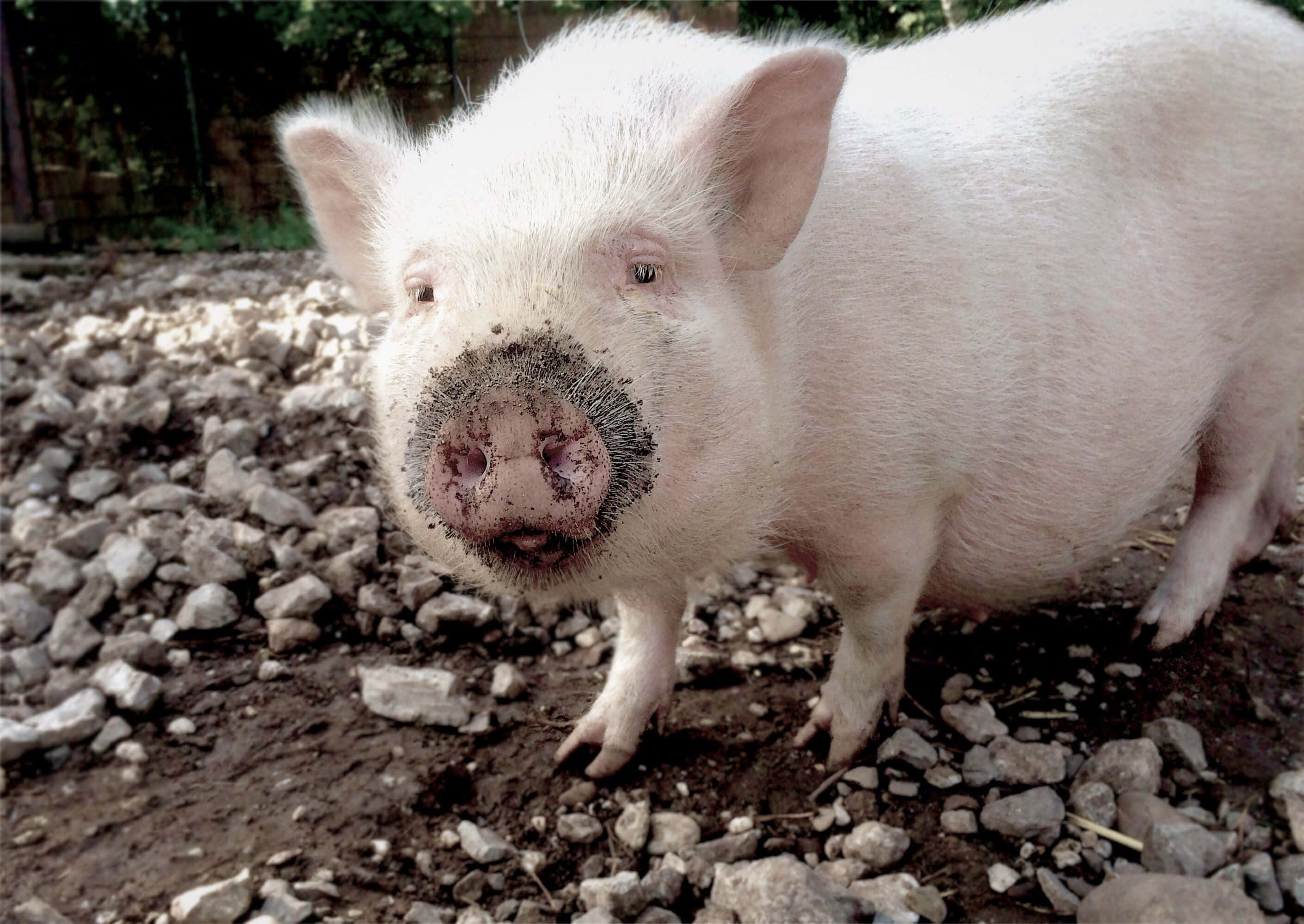 Conoce a Peppa, la Cerdita Más Linda de la Granja Fondos de pantalla