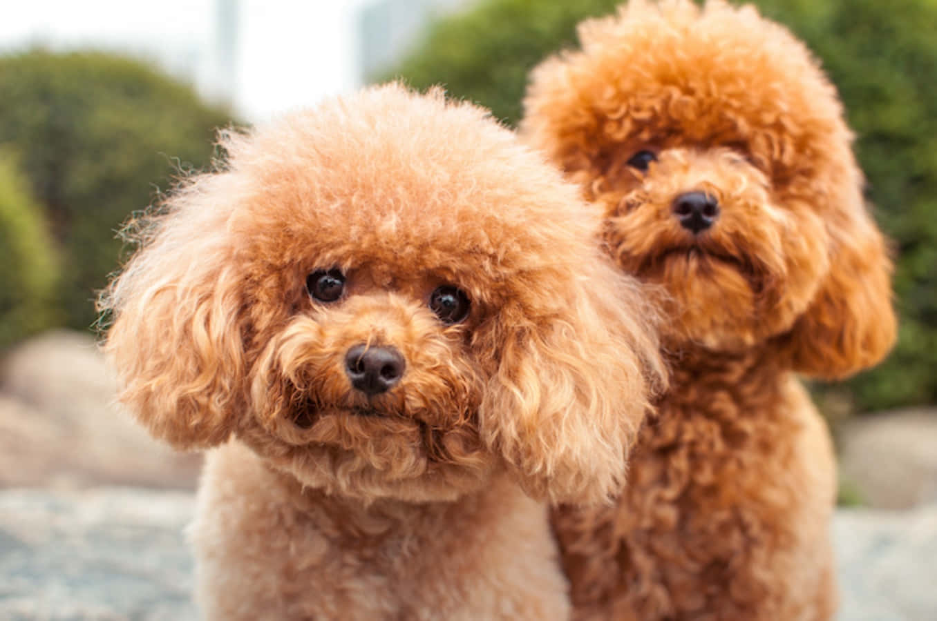 Conoce al Affenpinscher - El Perro Mono Fondos de pantalla