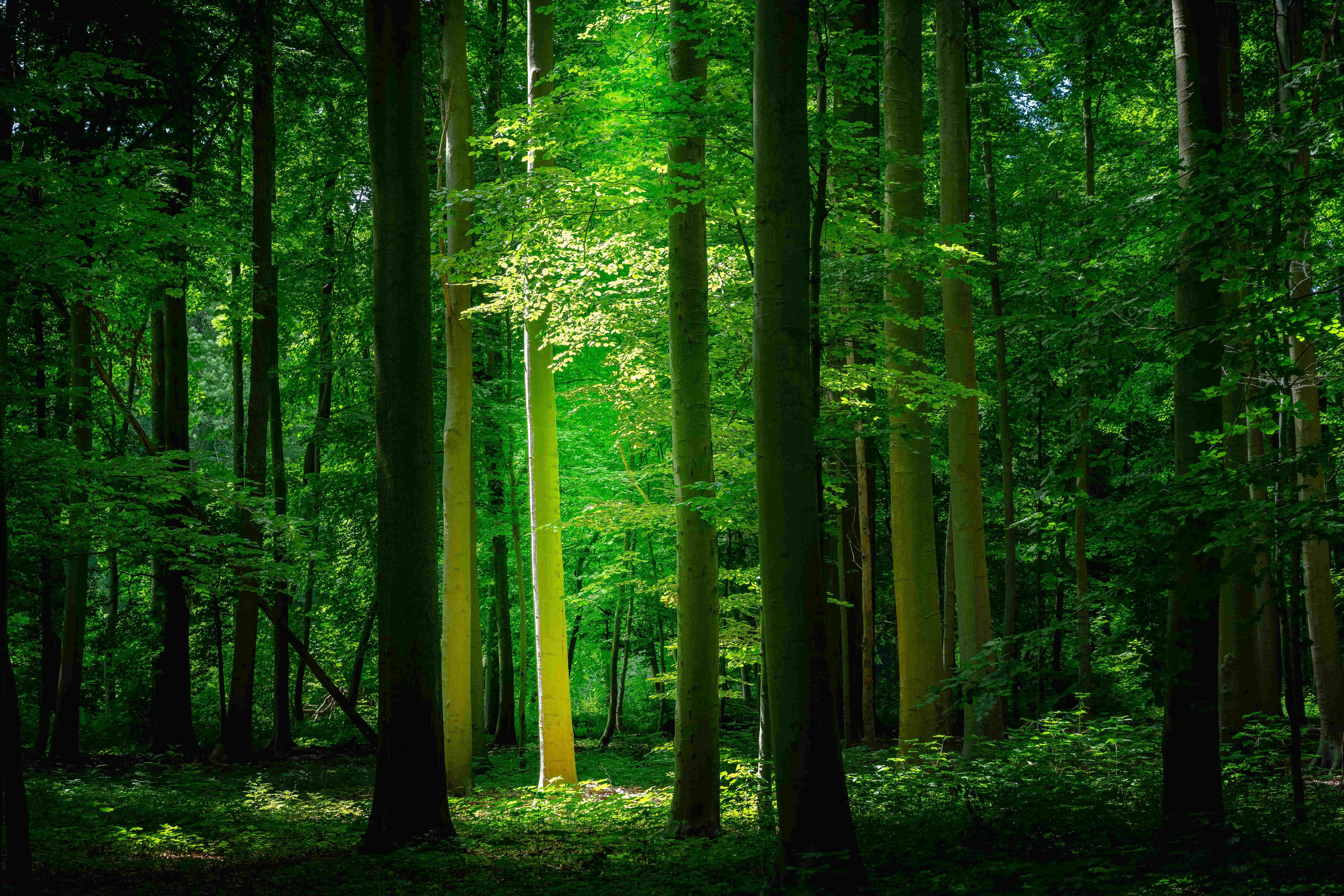 "Contempla la belleza de la naturaleza" Fondos de pantalla