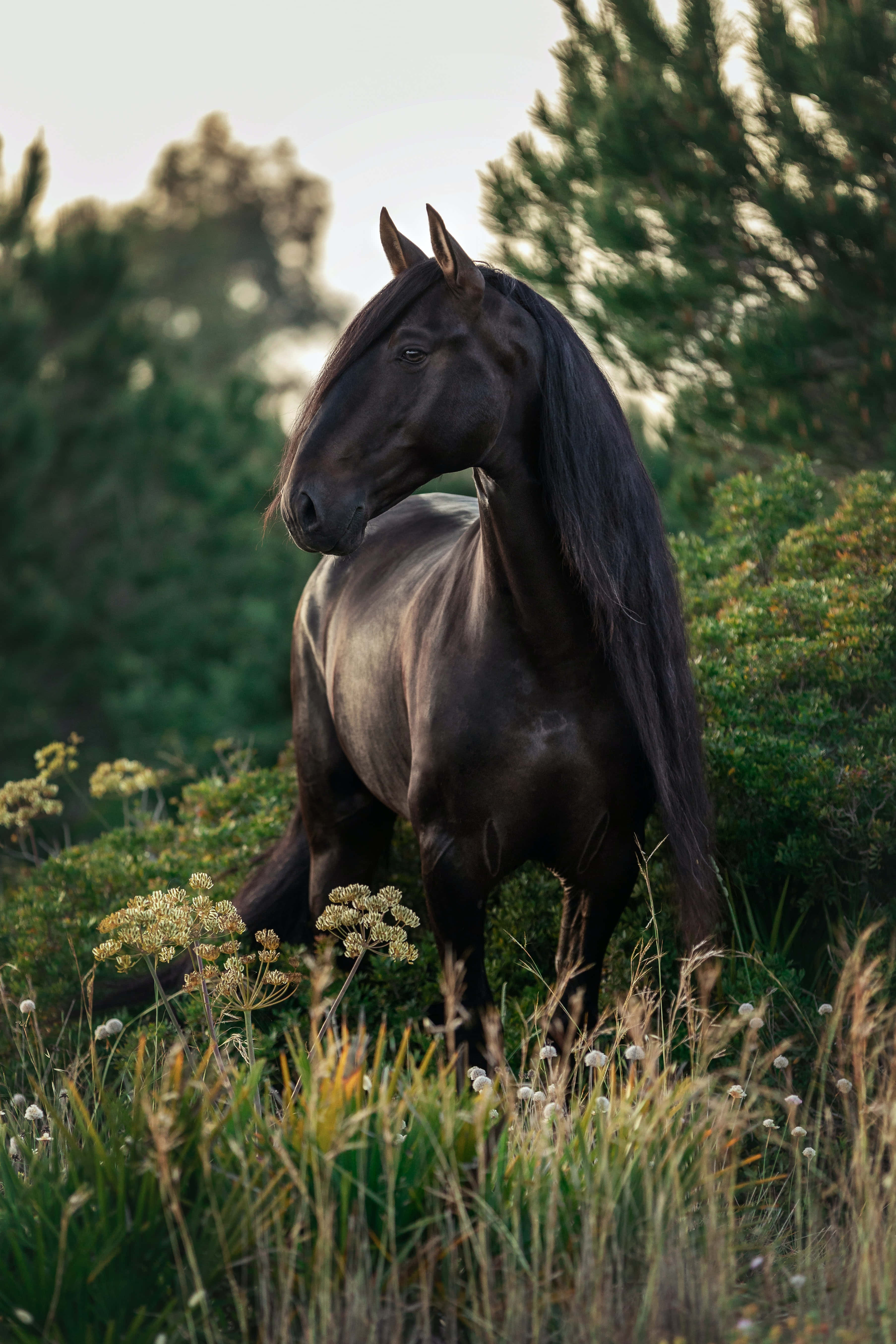 Contempla la majestuosa belleza de dos caballos Fondos de pantalla