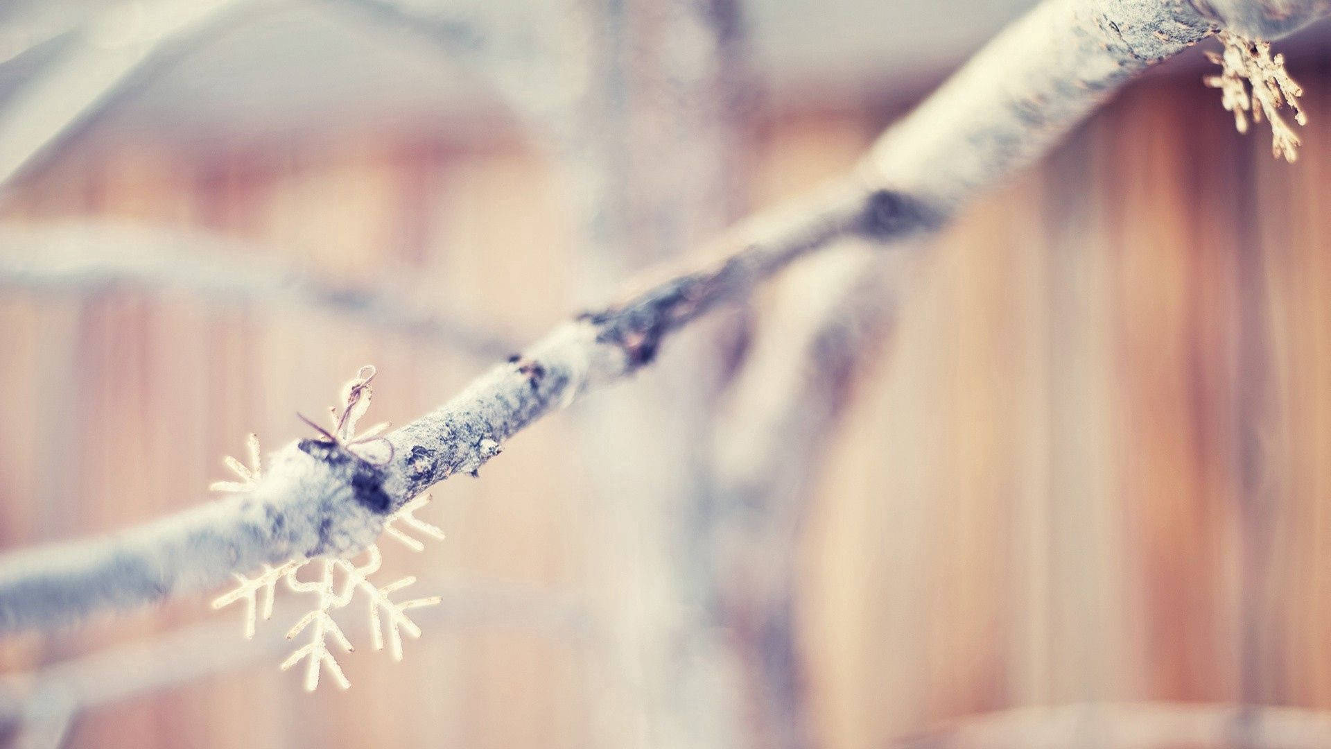 Copos de Nieve en Rama de Árbol Fondos de pantalla